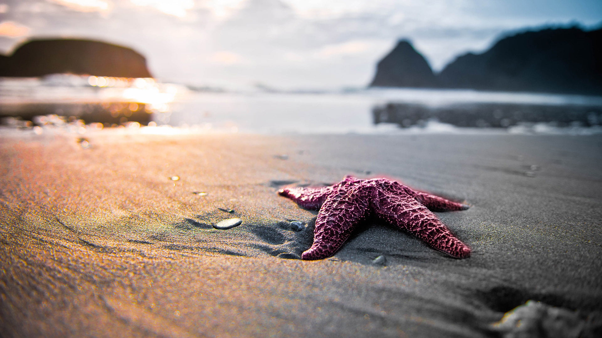 sky, animal themes, land, animals in the wild, sea, sand, beauty in nature, nature, marine, close-up, water, invertebrate, animal wildlife, no people, day, HD Wallpaper
