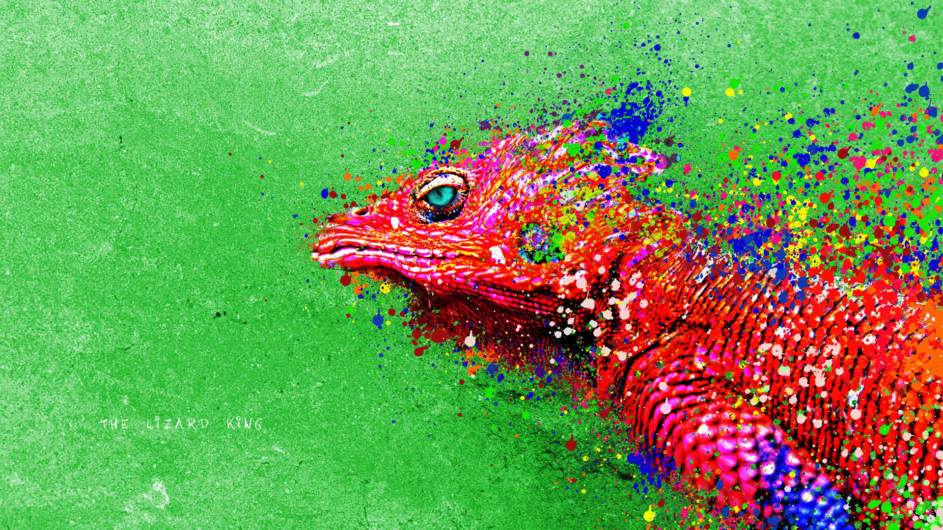 animals, close-up, marine, day, multi colored, agama, 1080P, outdoors, vertebrate, green color, agamid, red, high angle view, animal, bird, no people, HD Wallpaper