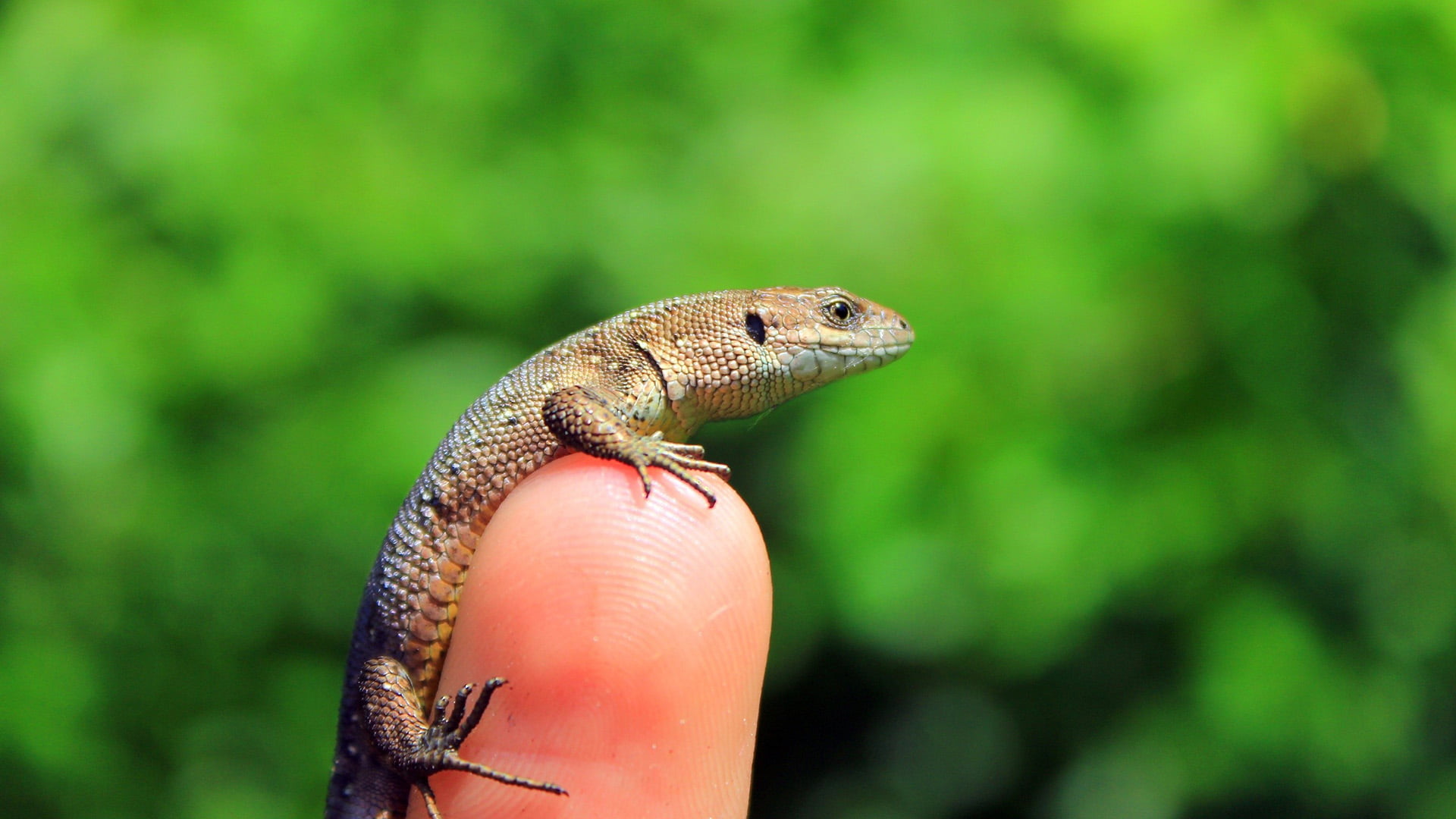 care, animals, day, alligator lizard, hand, animal, whiptail, american chameleon, animal themes, animal scale, reptile, wildlife, human hand, nature, insect, HD Wallpaper