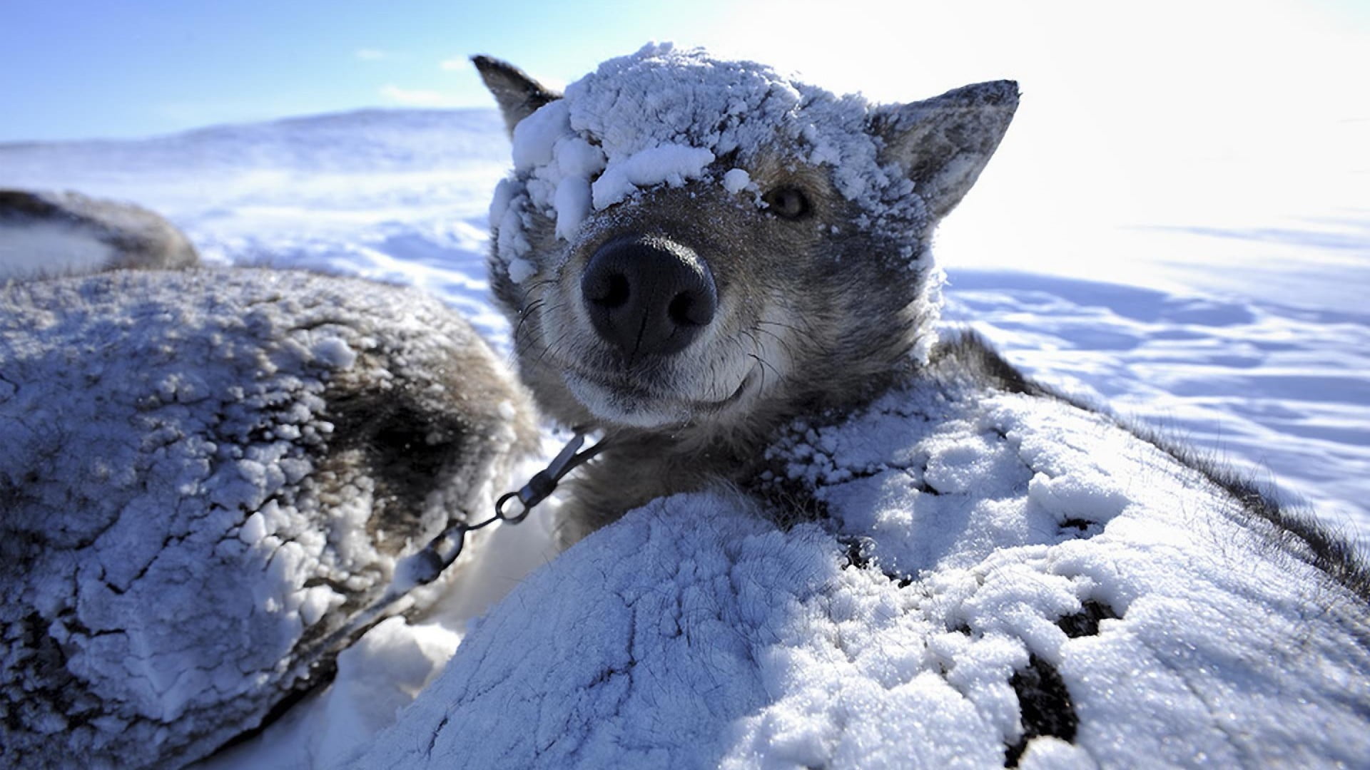 covering, day, animal, animal head, animals, nature, mammal, domestic, cold temperature, black, vertebrate, pets, domestic animals, snow, close-up, sunlight, HD Wallpaper