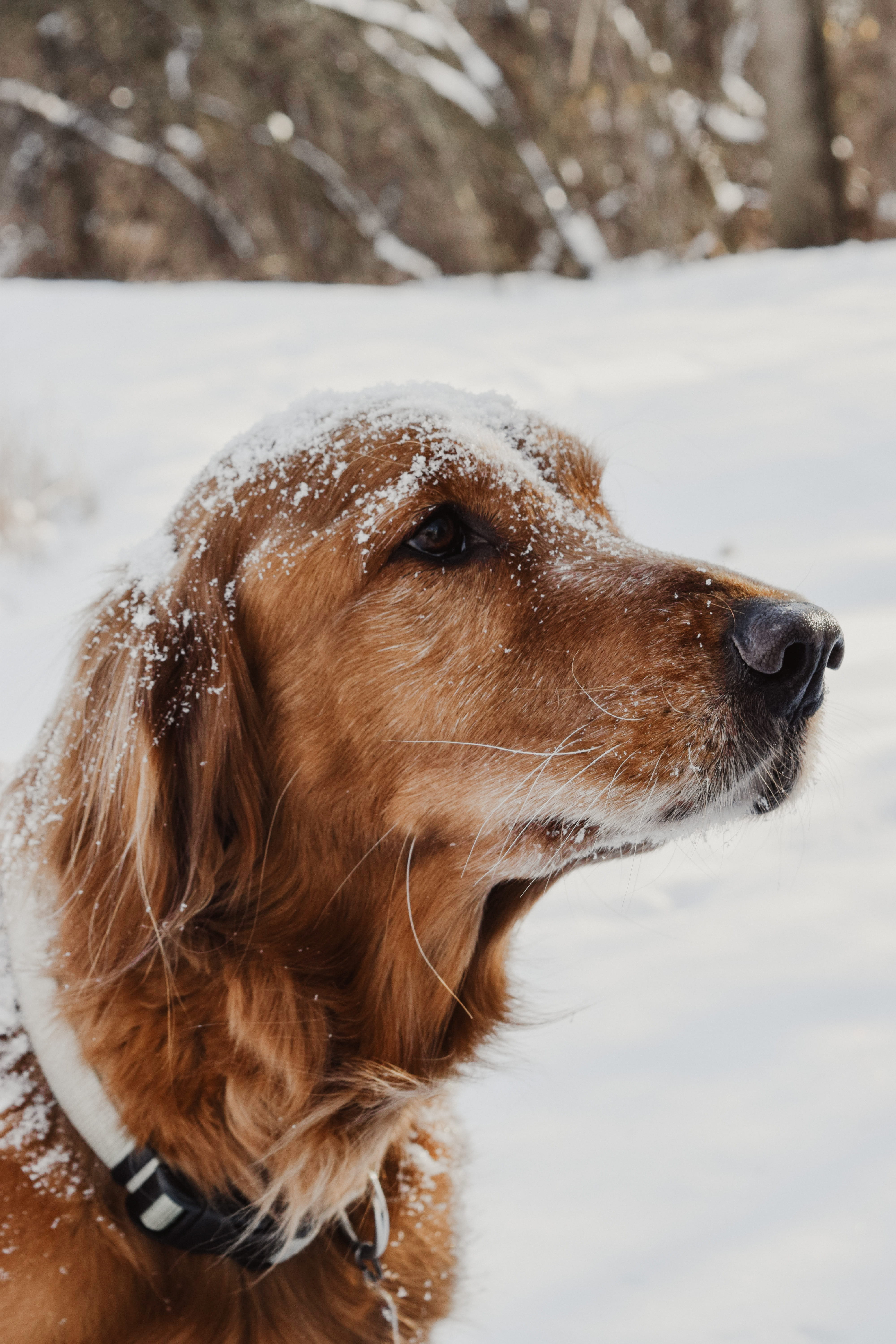 5K, one animal, looking away, brown, animal head, canine, profile view, outdoors, animal, covered, mammal, domestic, golden, snout, pet, no people, pets, Phone HD Wallpaper
