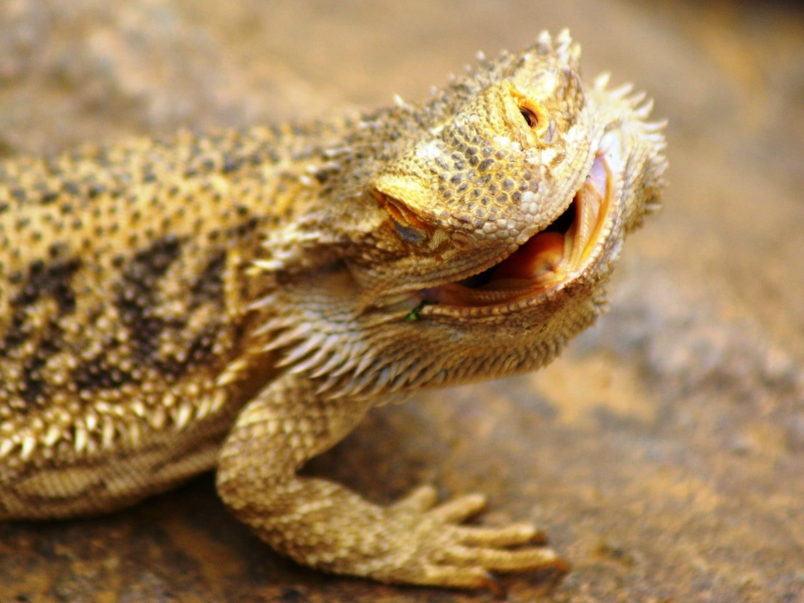 nature, vertebrate, animal mouth, animals And Pets, land, animal, close-up, animal Scale, day, dragon, animal head, animals In The Wild, wildlife, reptiles, HD Wallpaper