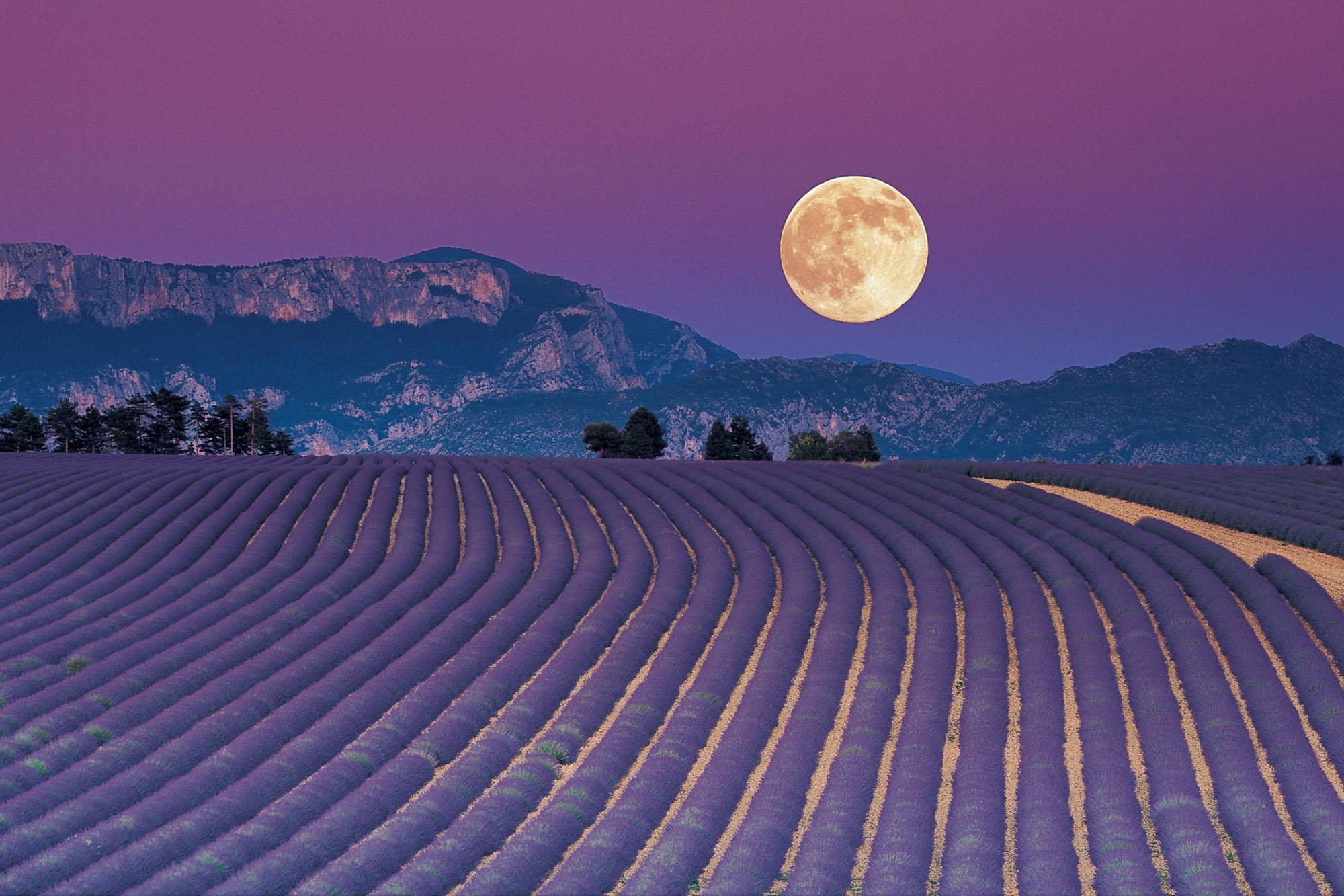 night, 1080P, field, 3d and abstract, fragrance, moon, lavender, flower, HD Wallpaper