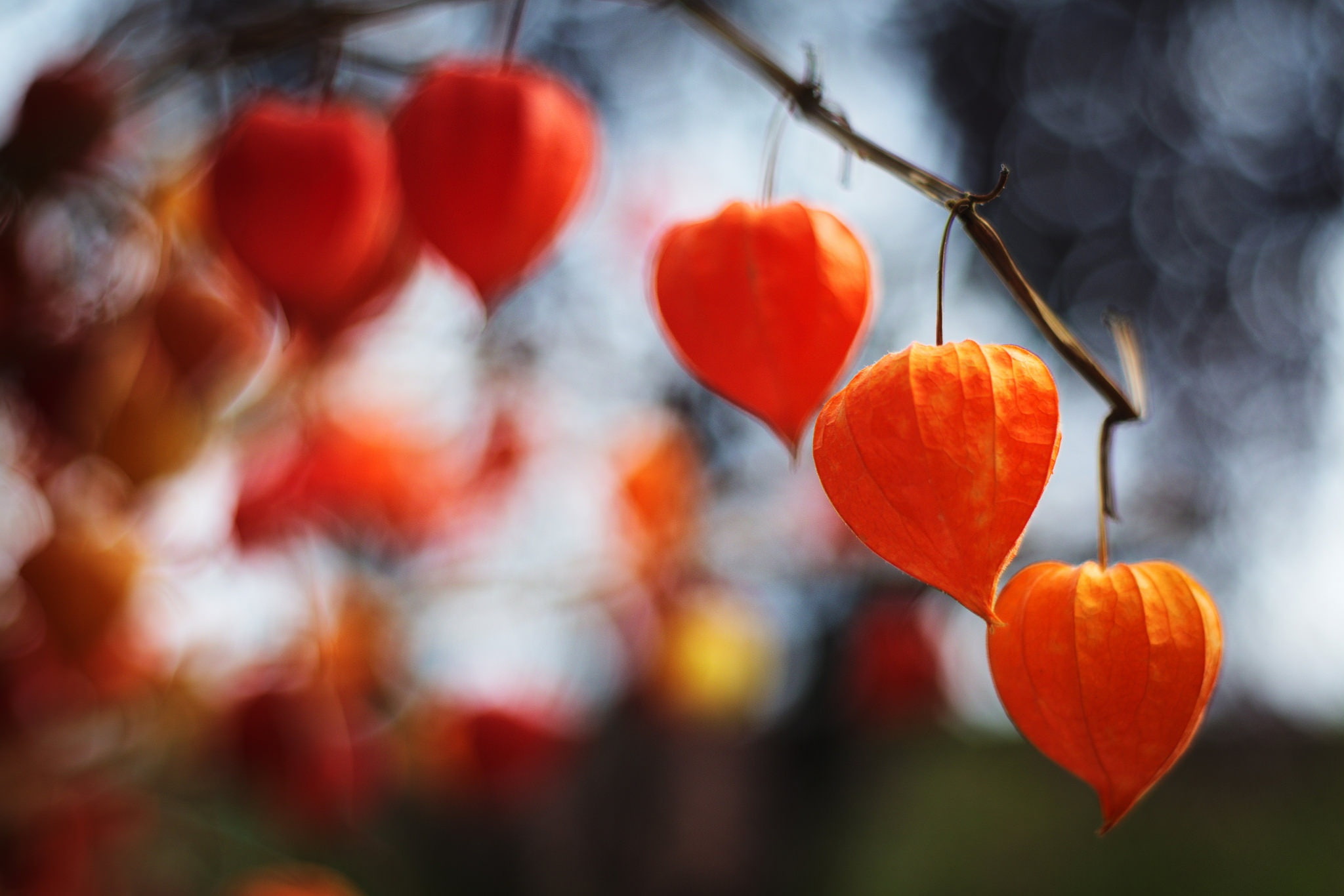 orange color, fruit, food, ripe, growth, colorful, wellbeing, nature, plant, persimmon, hanging, tree, outdoors, freshness, food and drink, macro, focus on foreground, HD Wallpaper