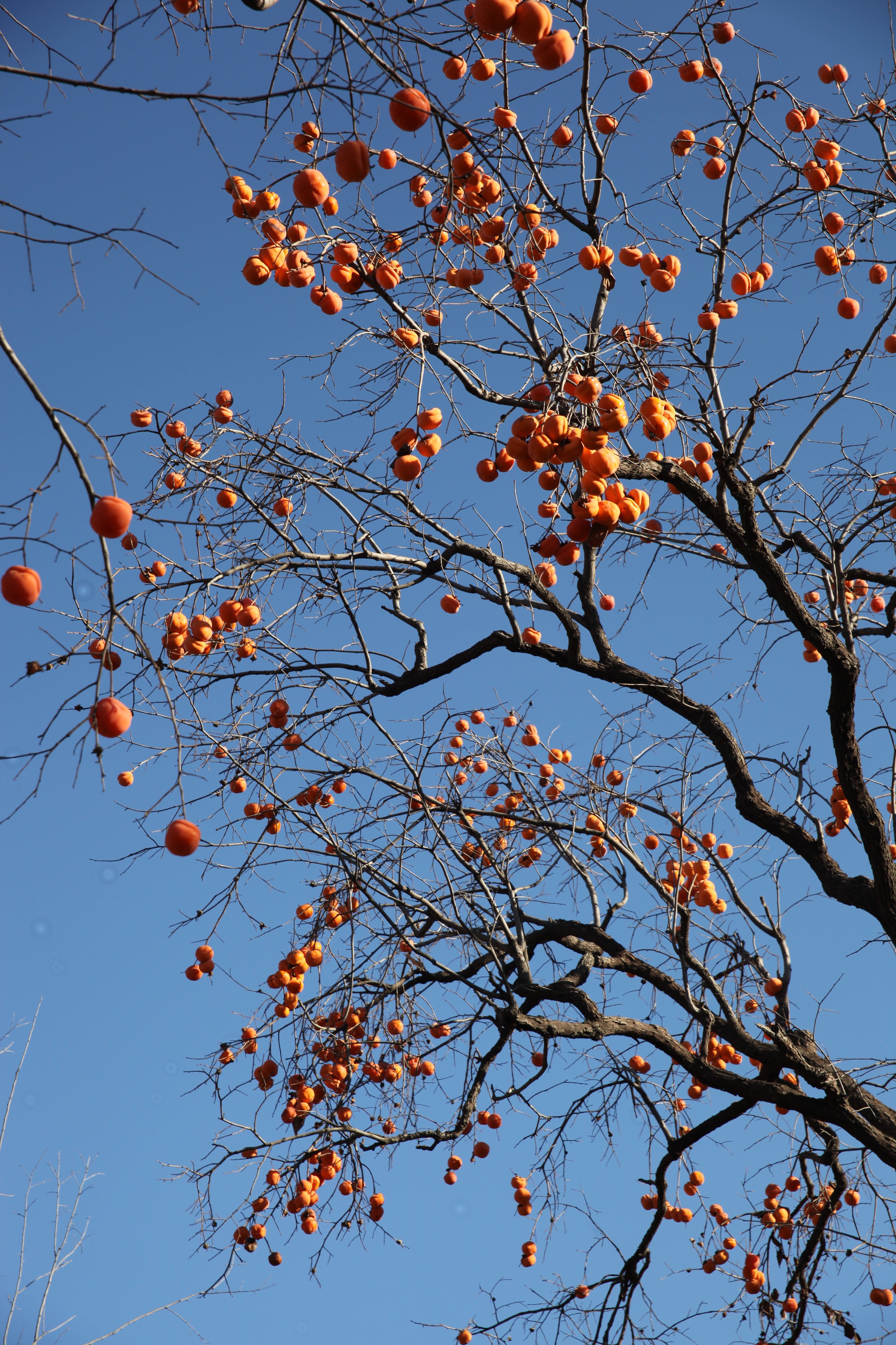 rowanberry, nature, change, growth, tree, autumn, orange color, day, fruit, outdoors, plant, persimmon, no people, the persimmon tree, low angle view, food, Phone HD Wallpaper
