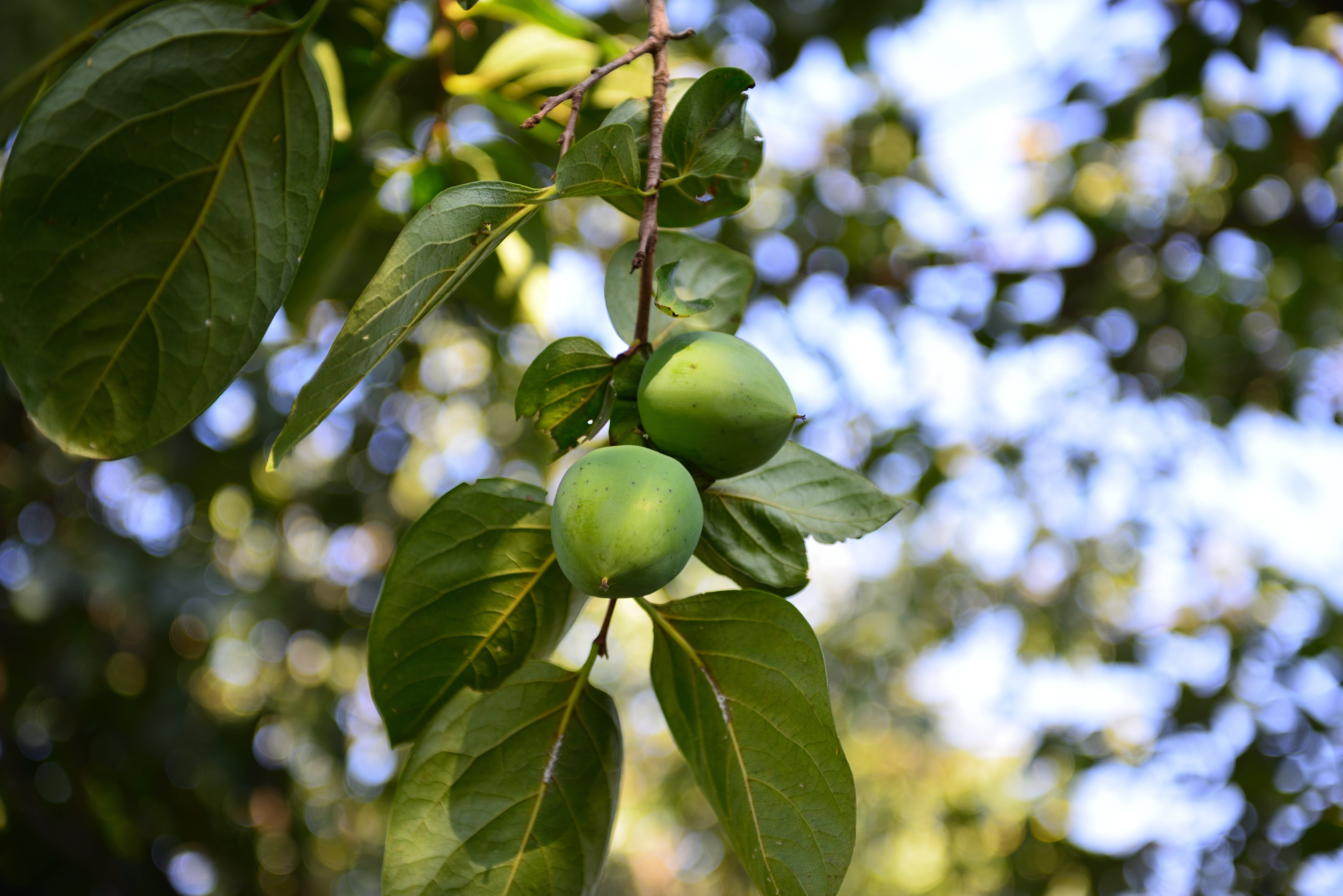day, crop, agriculture, unripe, hanging, outdoors, organic, wellbeing, ripe, backgrounds, season, green, green Color, orchard, leaf, beauty in nature, close-up, HD Wallpaper