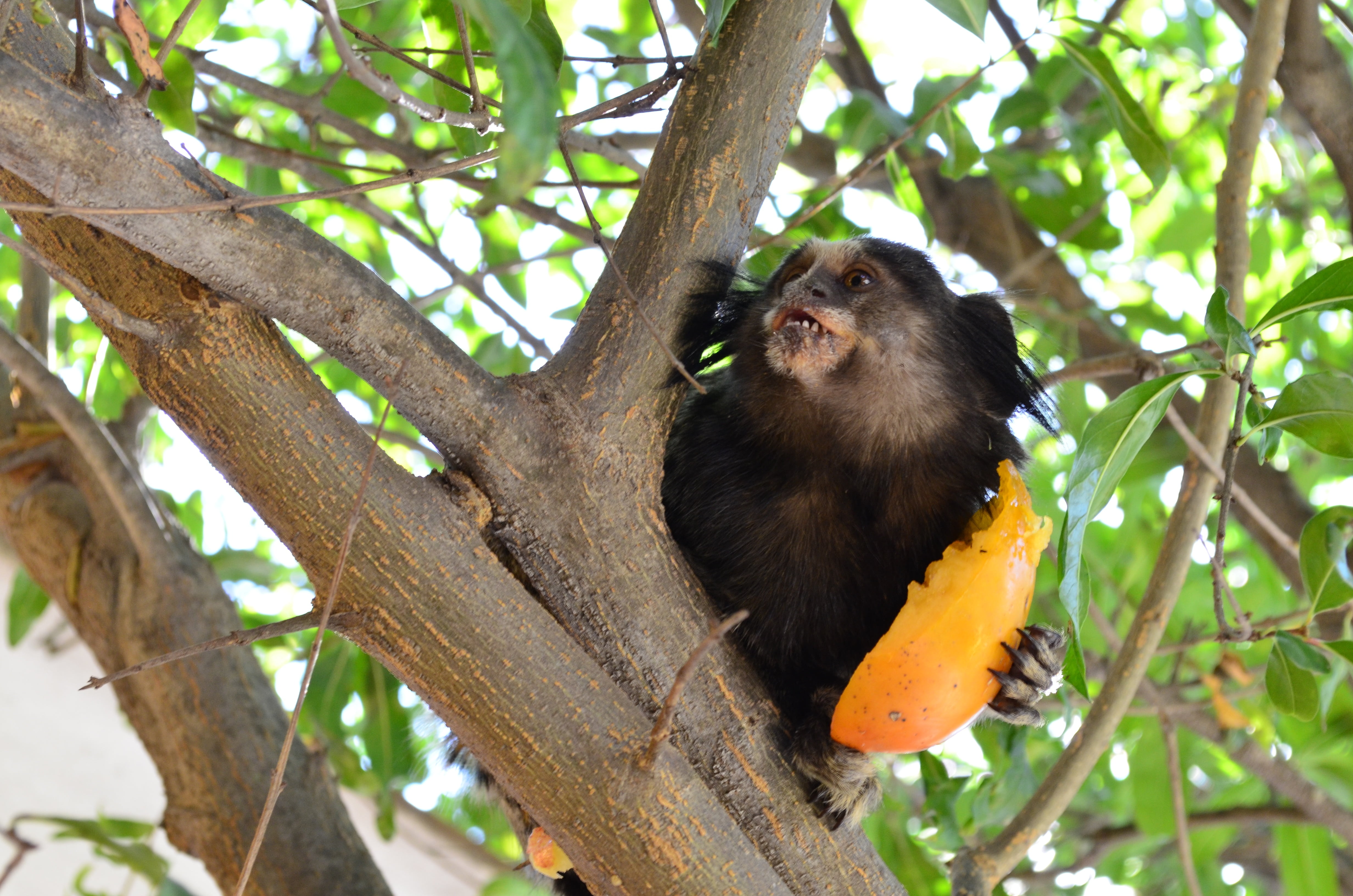 vertebrate, plant, persimmon, animal, tree, animals in the wild, nature, day, no people, outdoors, monkey, primate, sitting, forest, marmoset, one animal, HD Wallpaper