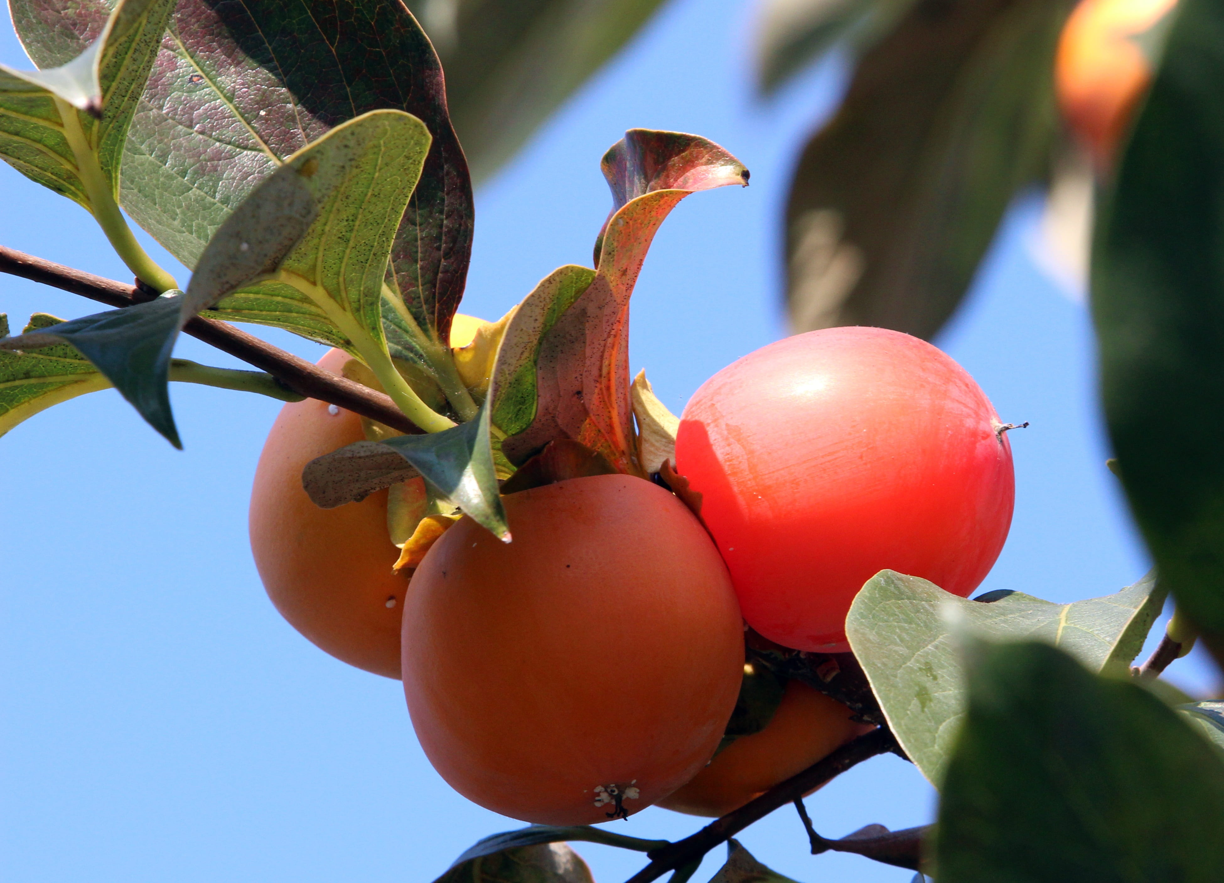 outdoors, 4K, home, close-up, freshness, green color, round, sunlight, growth, food, day, persimmon, landscape, plant, focus on foreground, autumn, no people, HD Wallpaper