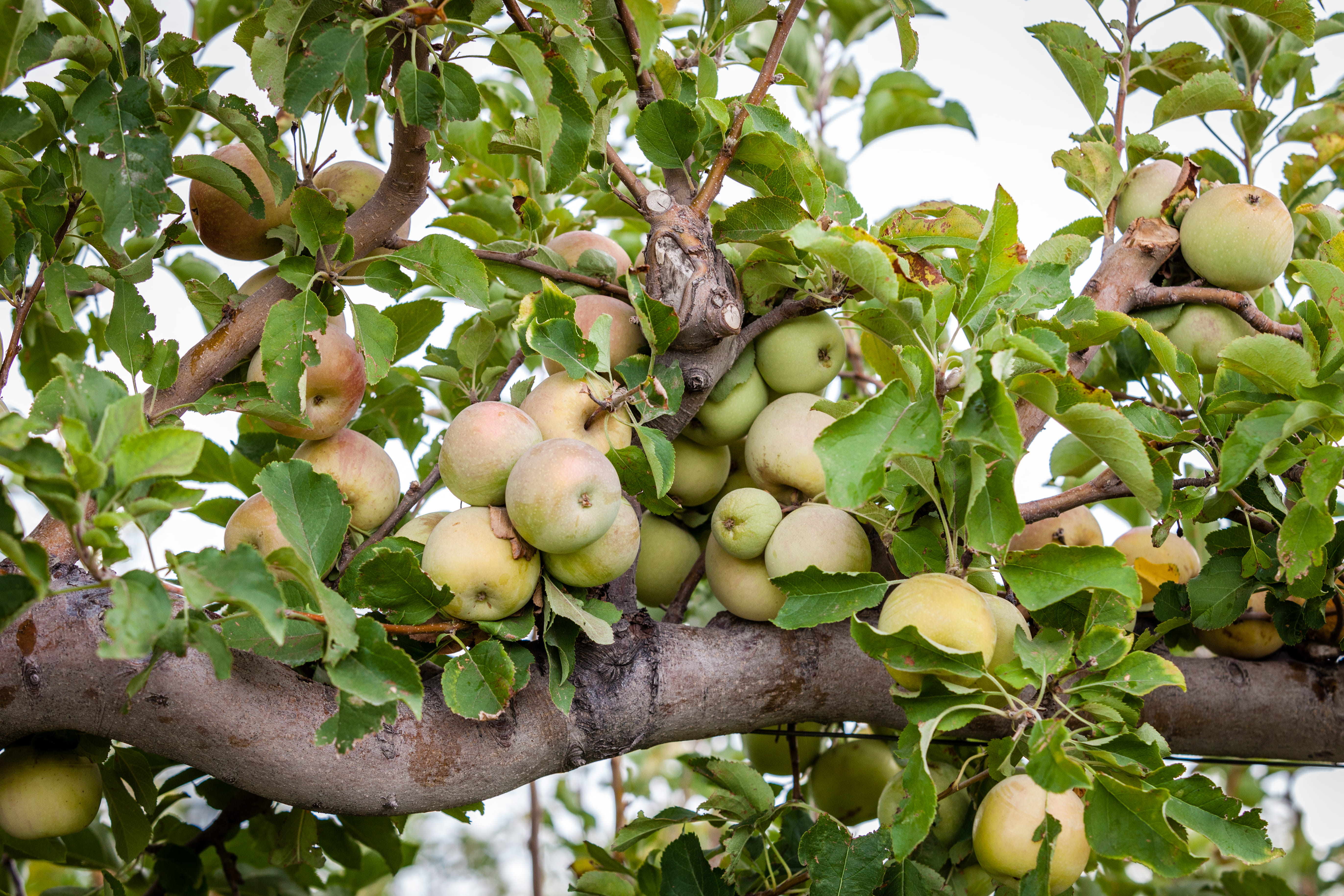 fruit tree, peach, wellbeing, day, branch, no people, produce, outdoors, kiwi, durian, plant, food and drink, apple, healthy eating, apricot, walnut, 5K, HD Wallpaper
