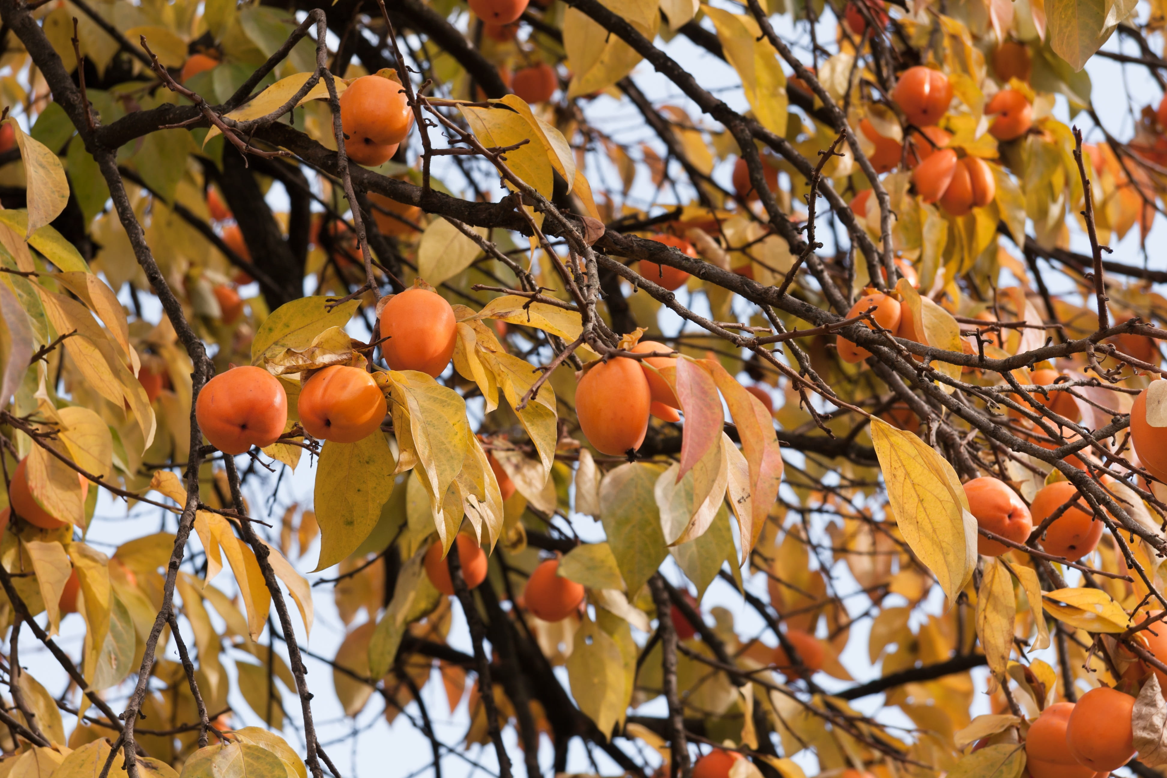 food, orange color, Persimmon, plant, seasonal, orange, ripe, agriculture, fall, leaf, kaki, crop, wellbeing, change, plant part, autumn, Tree, healthy eating, HD Wallpaper