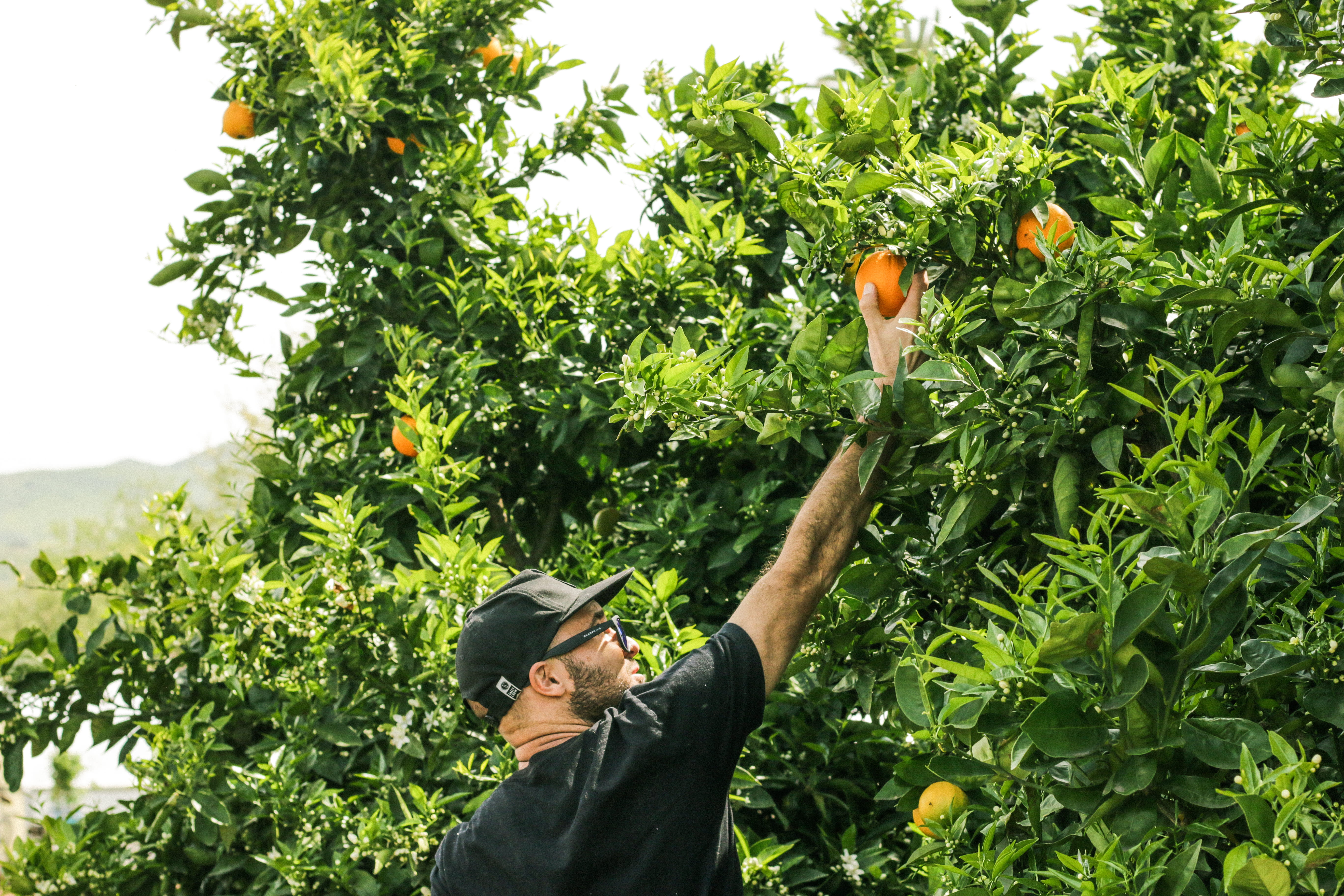 human, adult, san clemente, animal, fruit tree, farmer, plant, hand, real people, lifestyles, shirt, freshness, green color, food, black, citrus fruit, HD Wallpaper