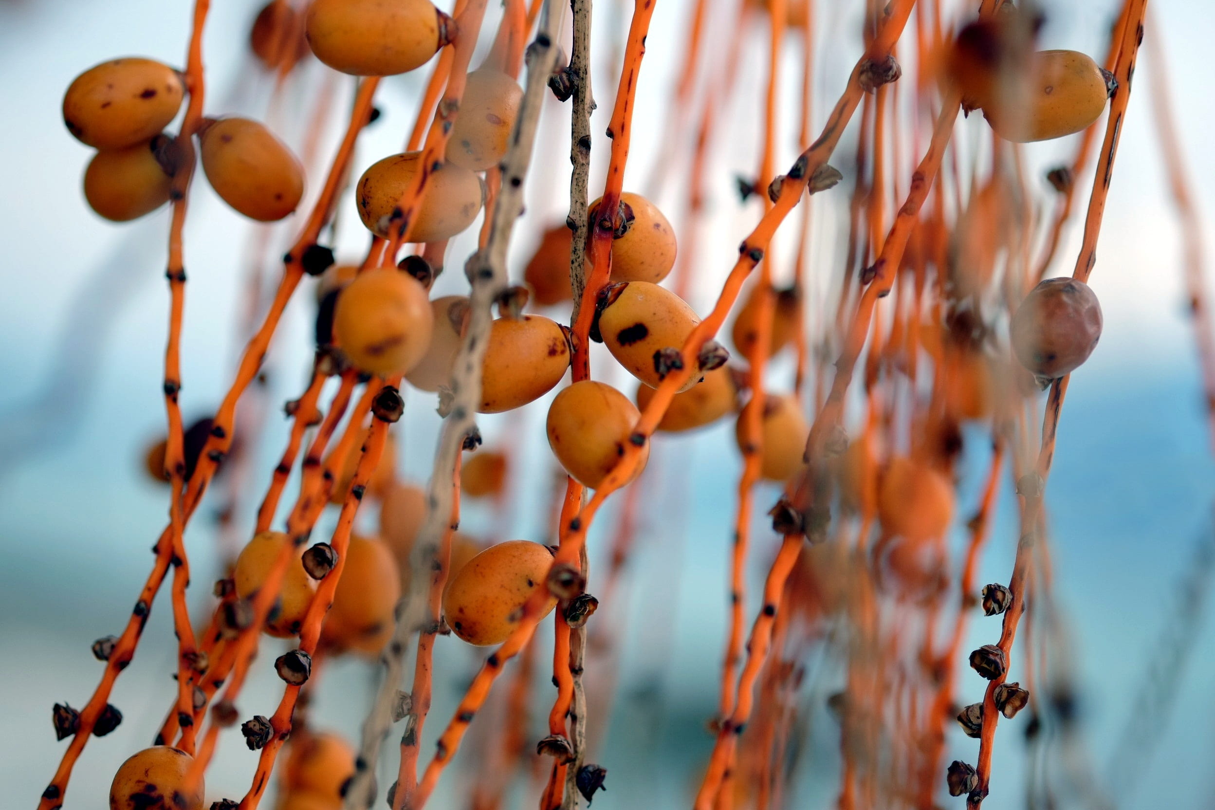 date palm, fruit, sky, close-up, persimmon, no people, 1080P, day, selective focus, growth, dried fruit, healthy eating, color, abundance, phoenix, food and drink, HD Wallpaper