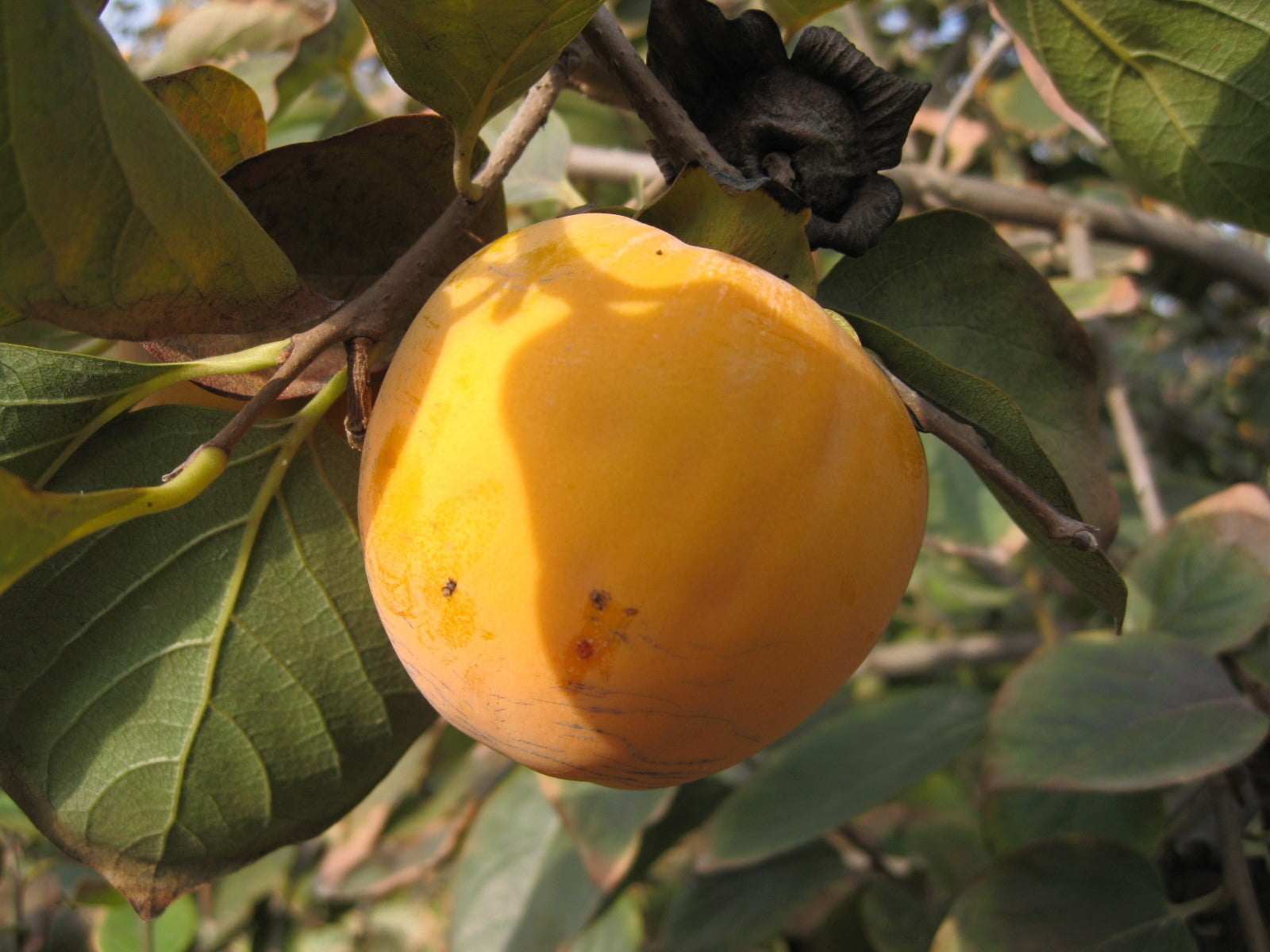 food, persimmon, day, tree, outdoors, plant, freshness, 720P, branch, nature, fruit tree, leaf, agriculture, round, growth, yellow, food and drink, ripe, HD Wallpaper