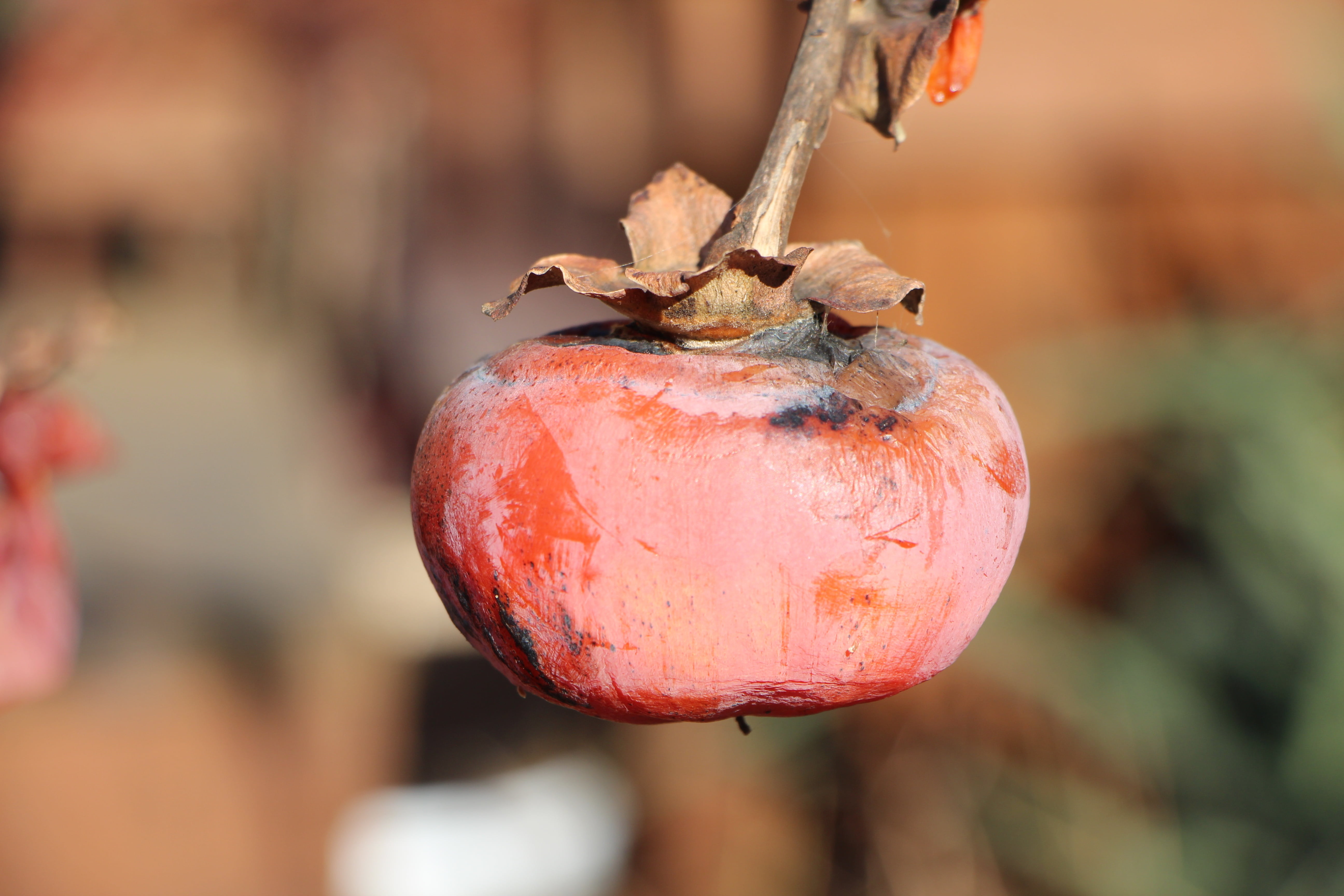 tree, 5K, ripe, healthy eating, focus on foreground, winter, outdoors, nature, food and drink, growth, sunlight, red, selective focus, fruit, close-up, HD Wallpaper