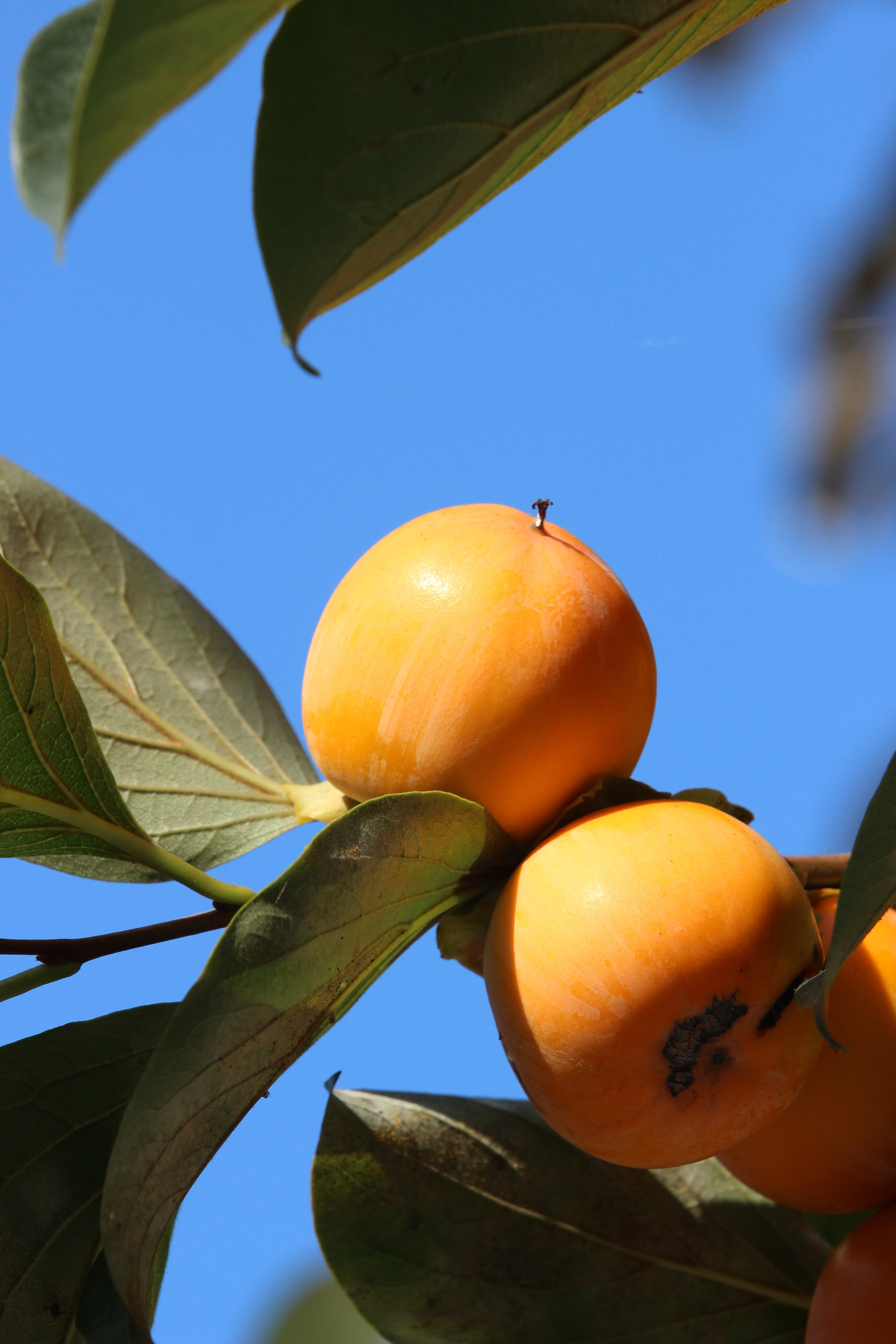 sky, leaf, orange, in autumn, food and drink, plant part, fruit, tree, hand, landscape, autumn, orange color, outdoors, growth, food, healthy eating, ripe, Phone HD Wallpaper