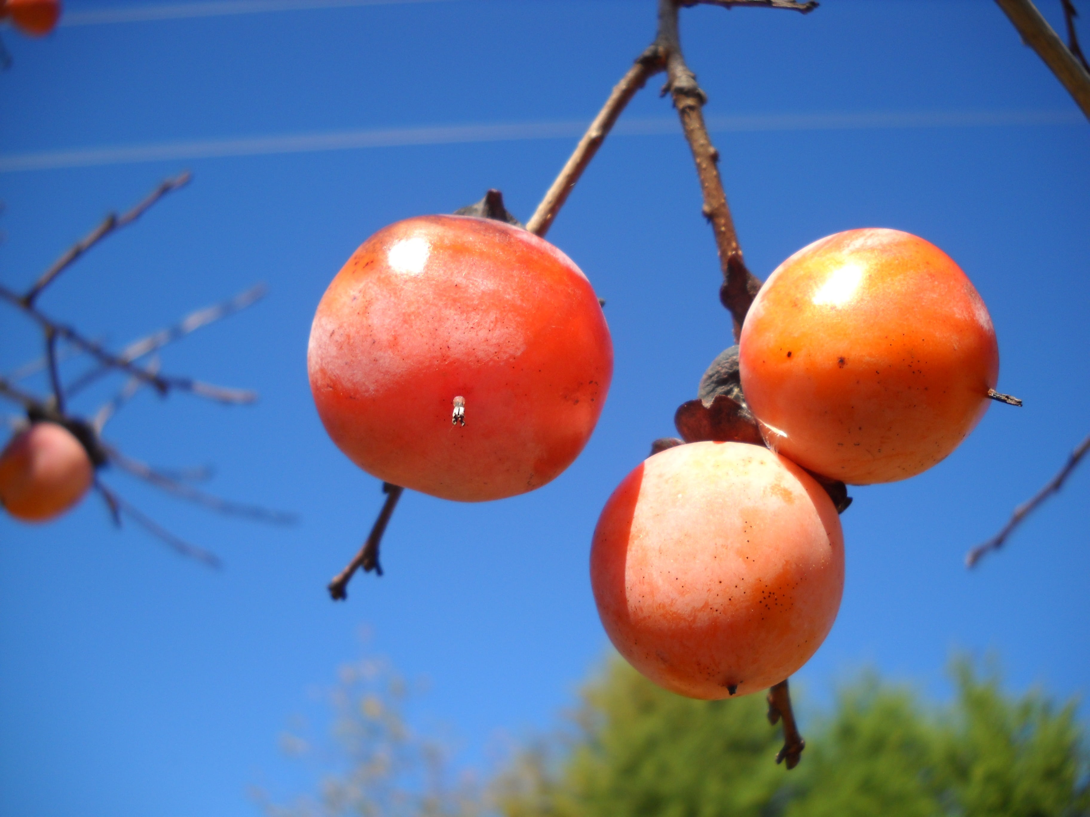 persimmon, ripe, fall, nature, outdoors, close-up, day, food, 2K, wellbeing, tree, healthy eating, hanging, clear sky, plant, food and drink, fruit, growth, HD Wallpaper