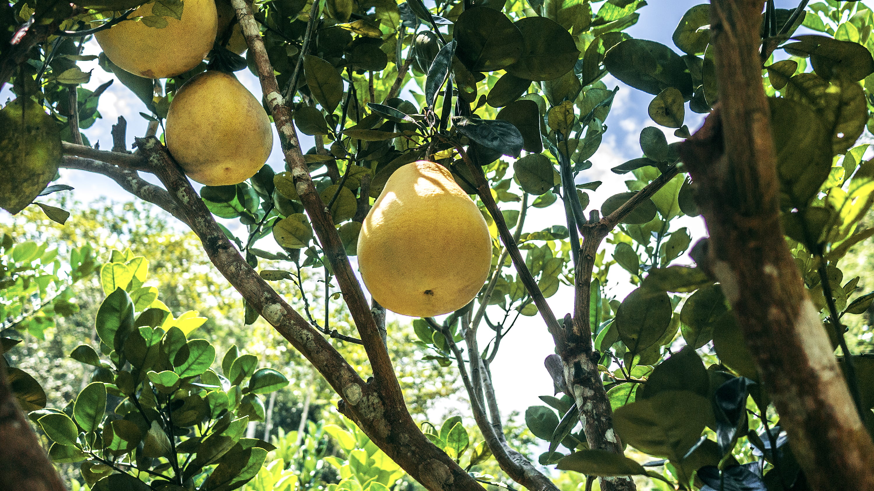 healthy eating, food, lemon, orange, vegetable, day, 2K, ripe, plant, green color, no people, fruit, fruit tree, blueberry, pear, apricot, branch, jackfruit, HD Wallpaper