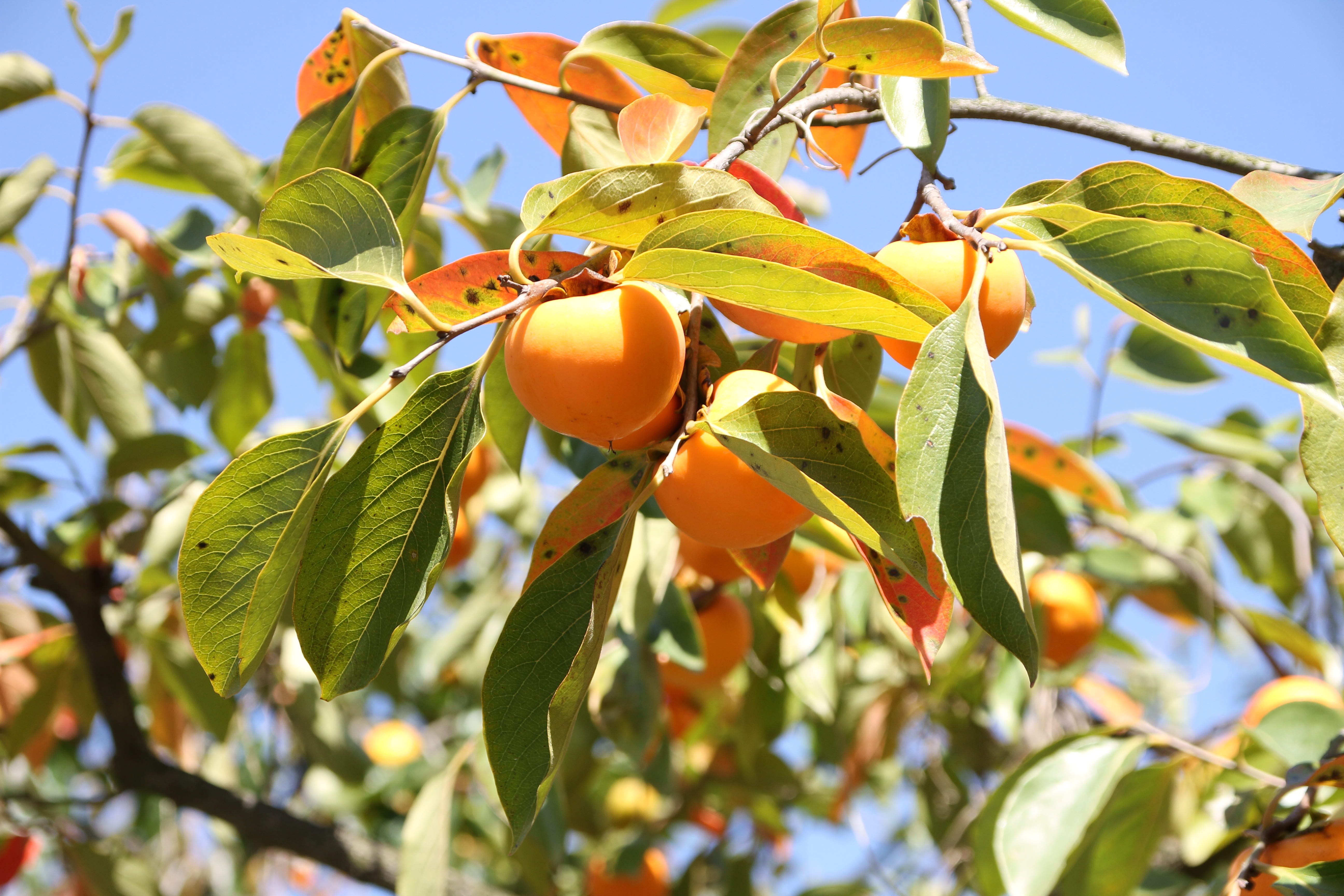 no people, autumn, plant, outdoors, food and drink, orange, wellbeing, ripe, tree, 5K, leaf, daytime, green color, persimmon, healthy eating, sunlight, HD Wallpaper