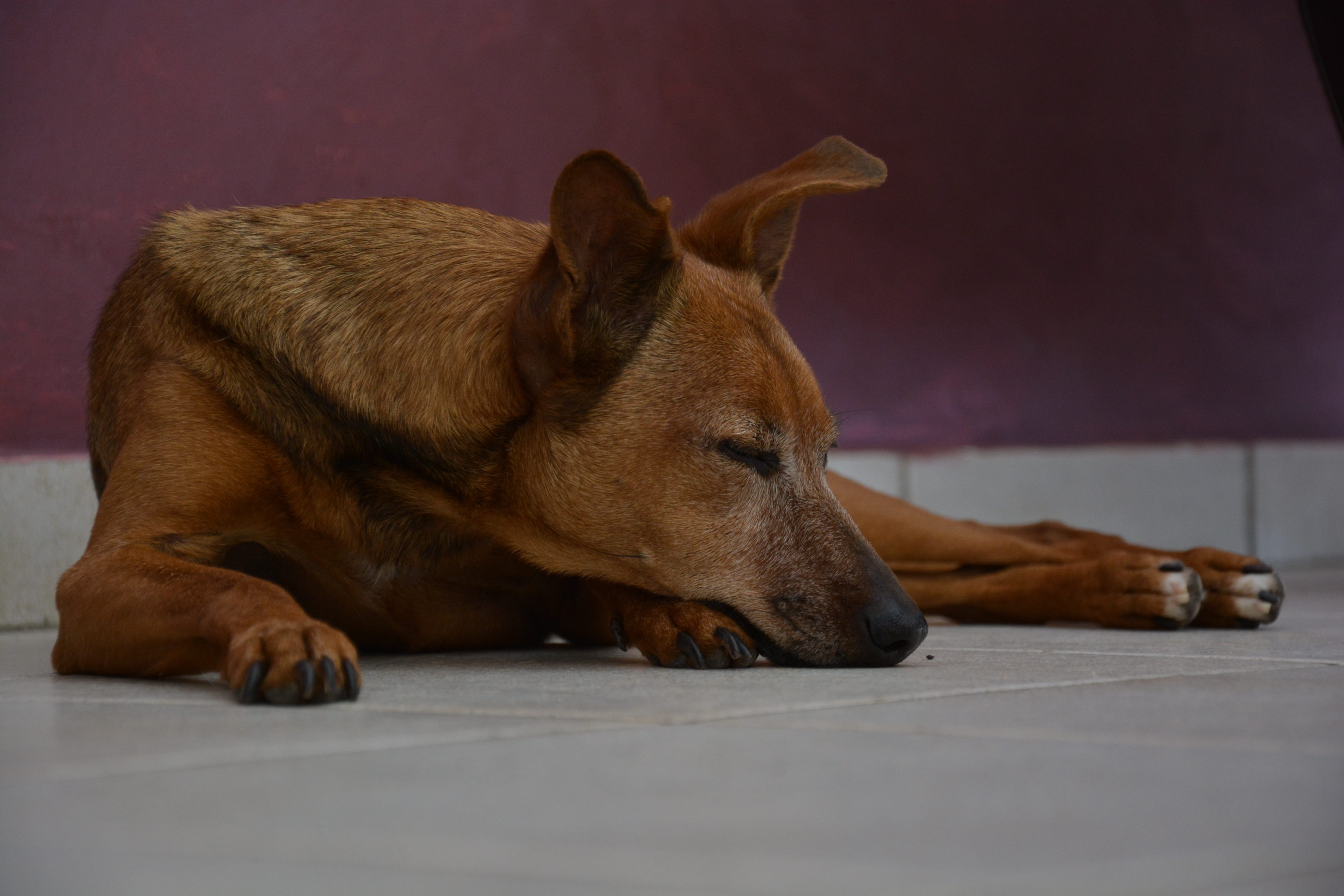 animal, 4K, domestic, animal themes, indoors, animal head, no people, flooring, Pet, laying, side view, vertebrate, profile view, canine, napping, pets, HD Wallpaper