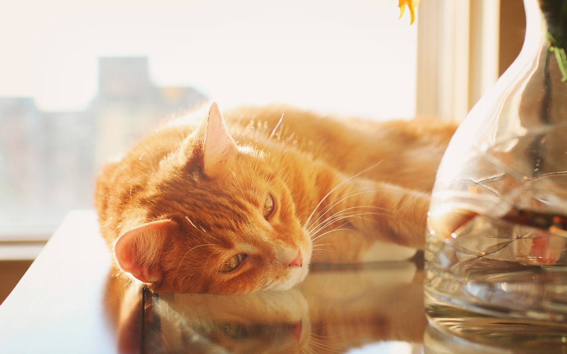 transparent, no people, domestic animals, glass, one animal, feline, domestic, mammal, 1080P, domestic cat, whisker, drinking, cats, sunlight, close-up, HD Wallpaper