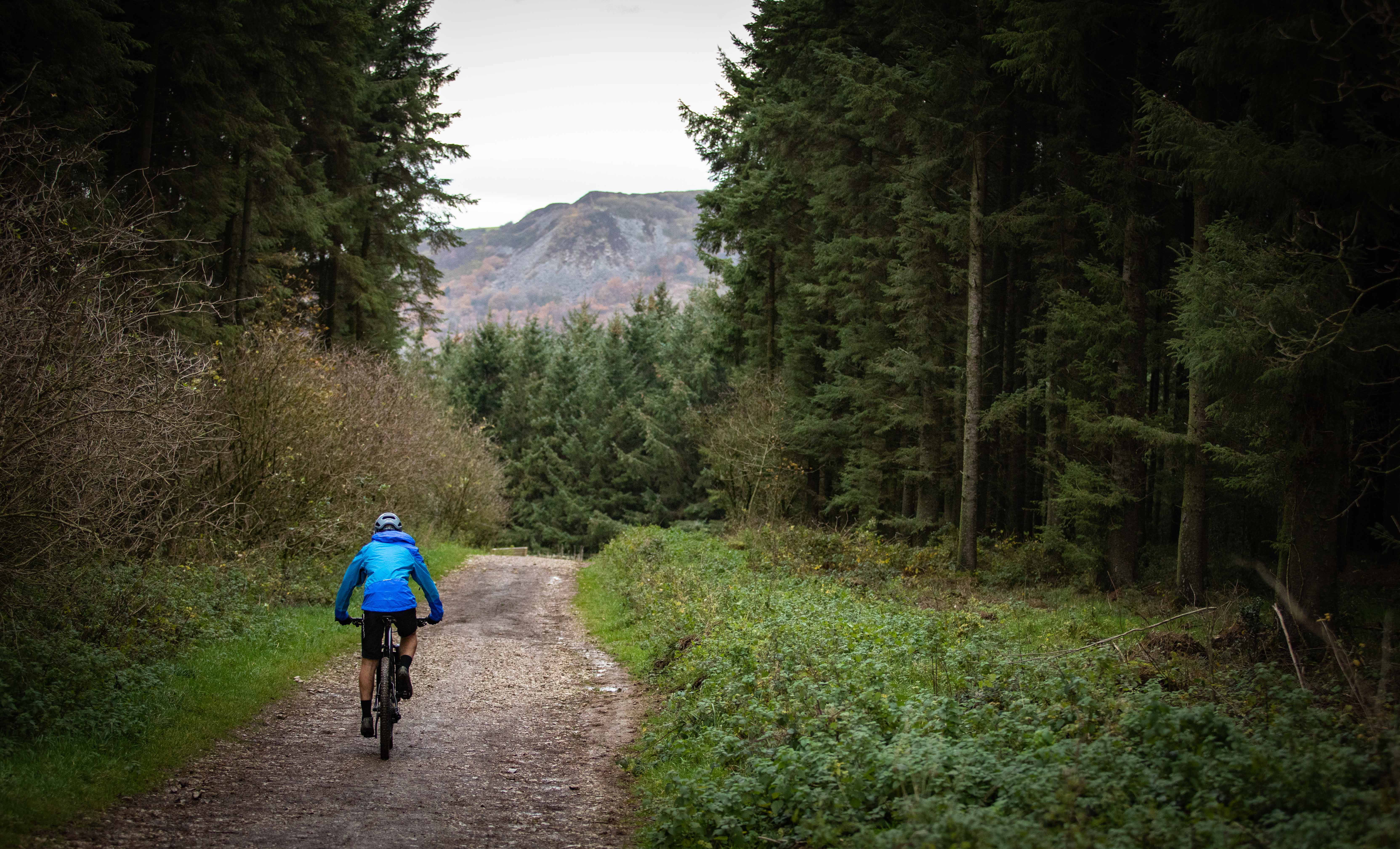 abies, tree, nature, real people, lifestyles, wheel, riding, rear view, full length, 5K, the way forward, adventure, activity, road, dirt road, conifer, HD Wallpaper