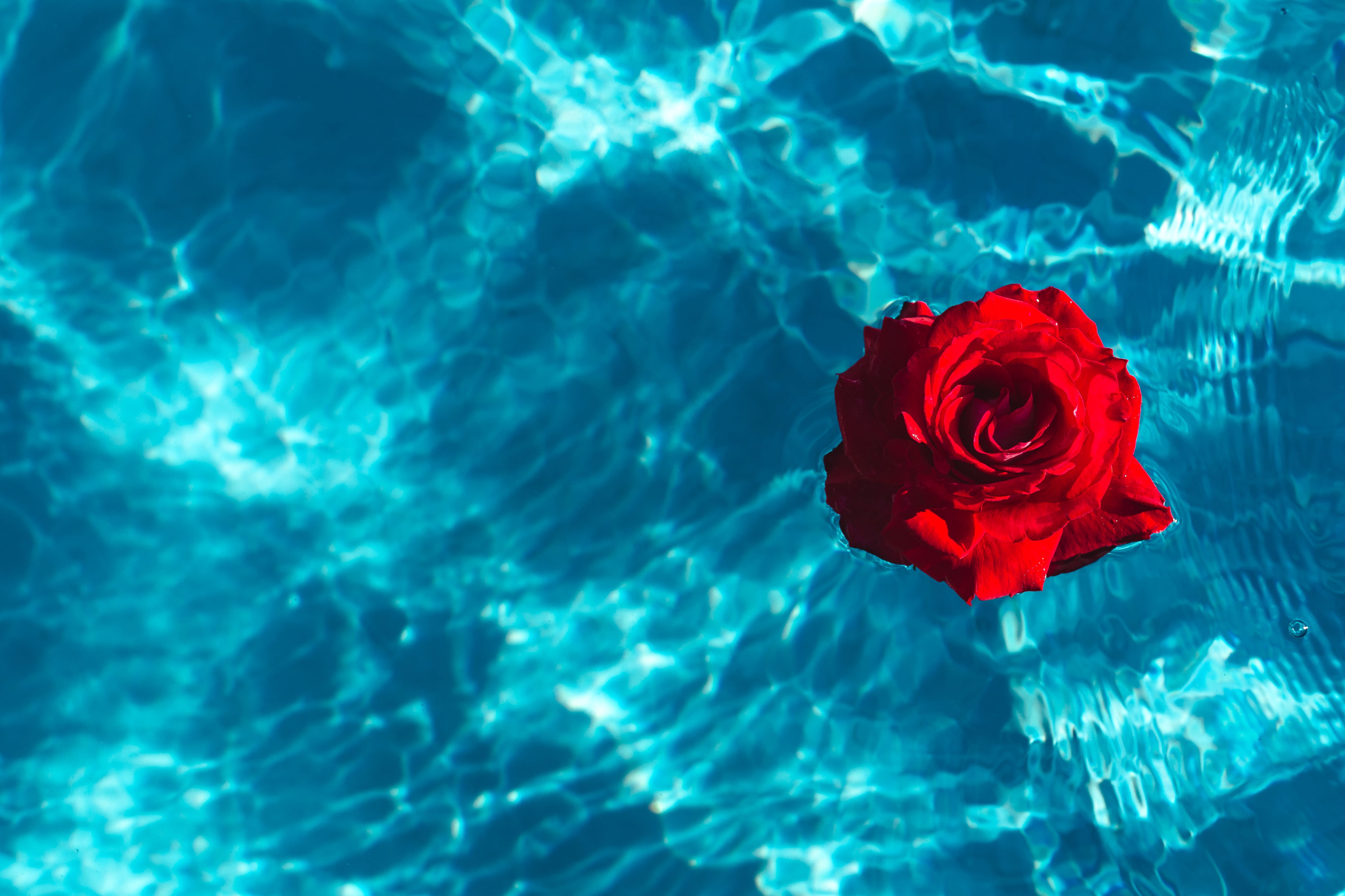outdoors, reflection, turquoise colored, garden, pool, aqua, rose - flower, petal, no people, flower head, summer, high angle view, water, red, warm, flower, HD Wallpaper