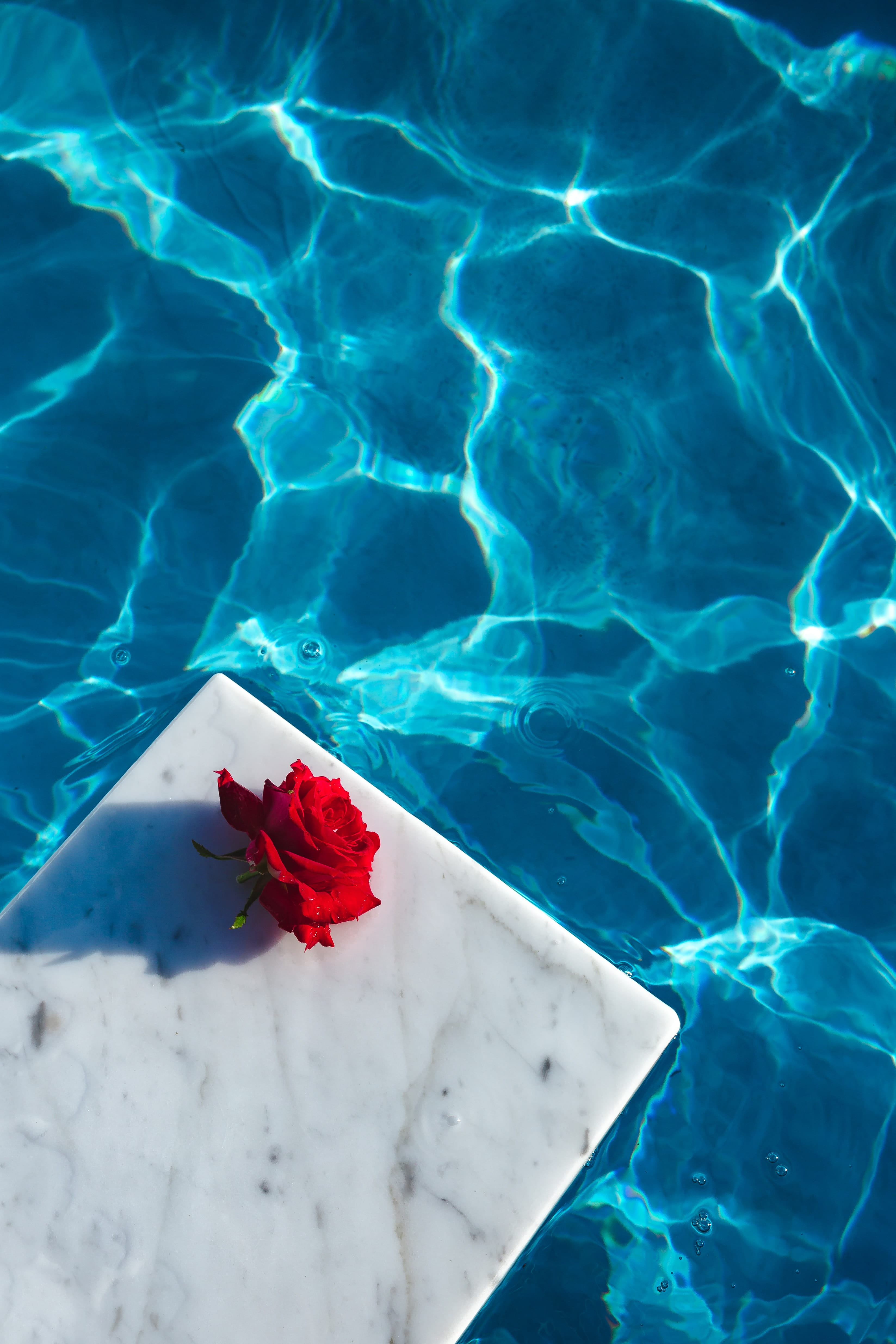 freshness, day, flowering plant, pool, fresh, floating, beauty in nature, floating on water, swimming pool, water, blue, swimming, clean, aqua, no people, Phone HD Wallpaper
