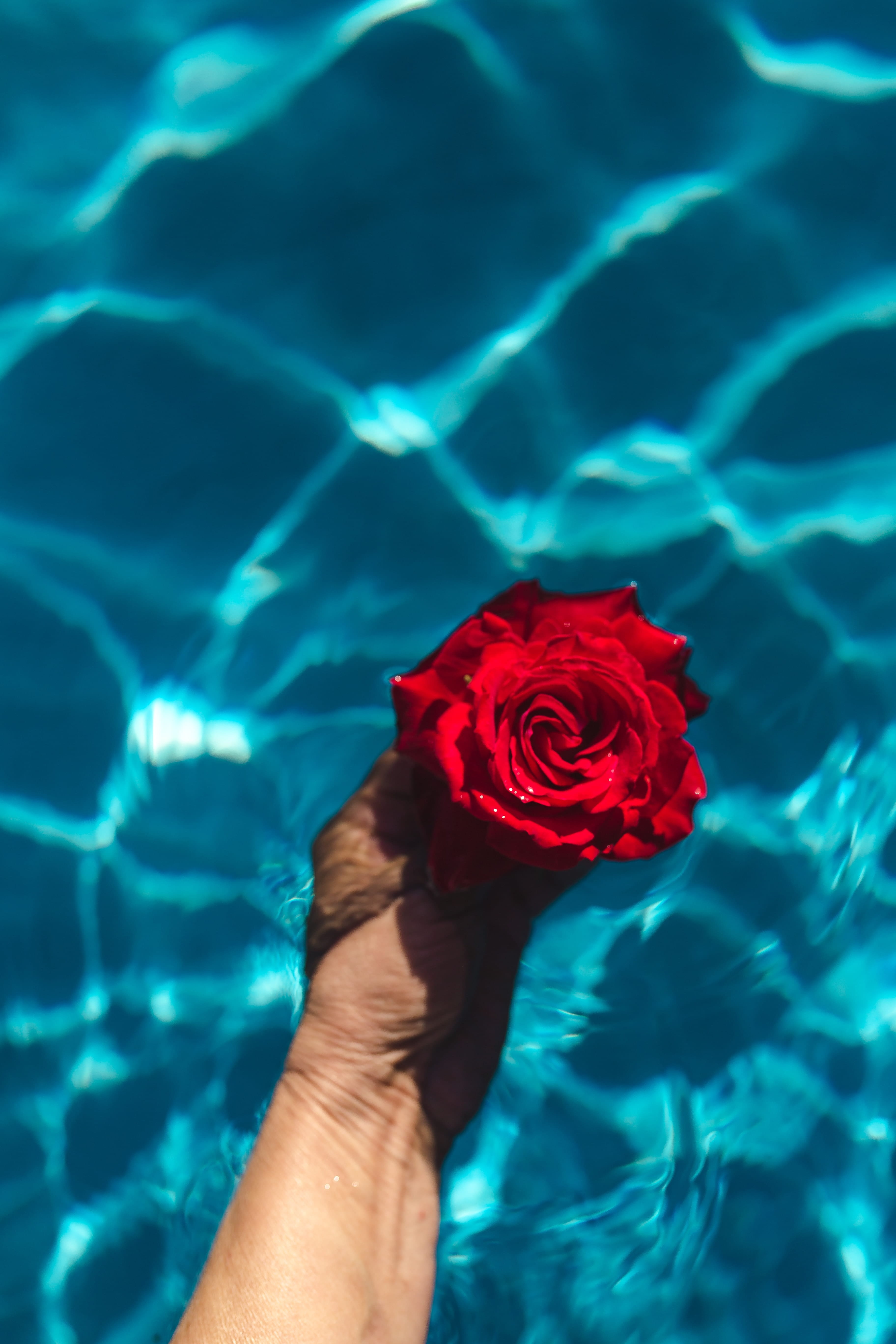 water, vulnerability, rose, plant, human body part, finger, 5K, hand, blue, holding, flowering plant, human hand, swimming pool, fresh, rose - flower, Phone HD Wallpaper