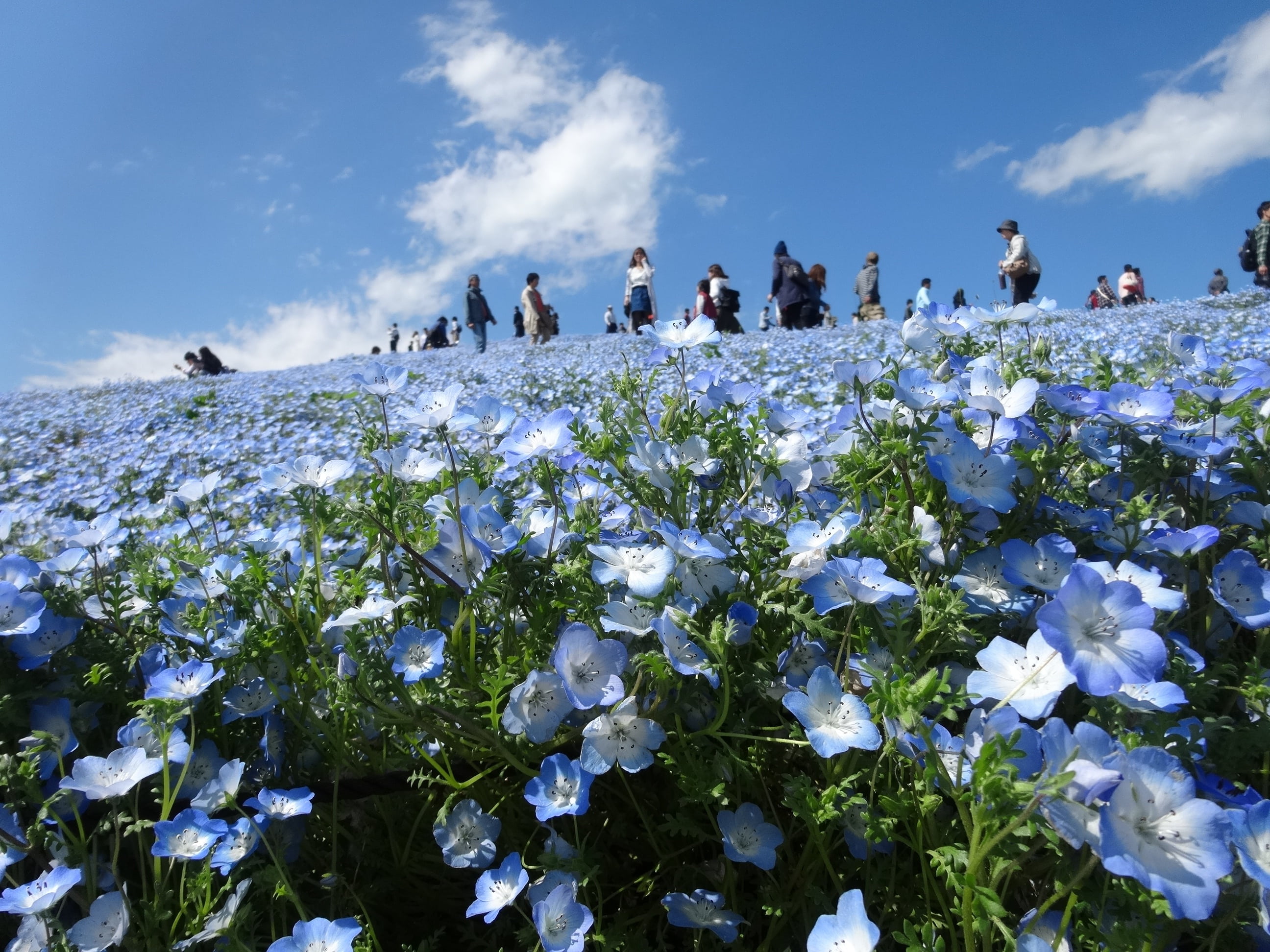 cloud - sky, crowd, men, leisure activity, nemophila, nature, freshness, fragility, outdoors, real people, flower, day, plant, growth, beauty in nature, HD Wallpaper