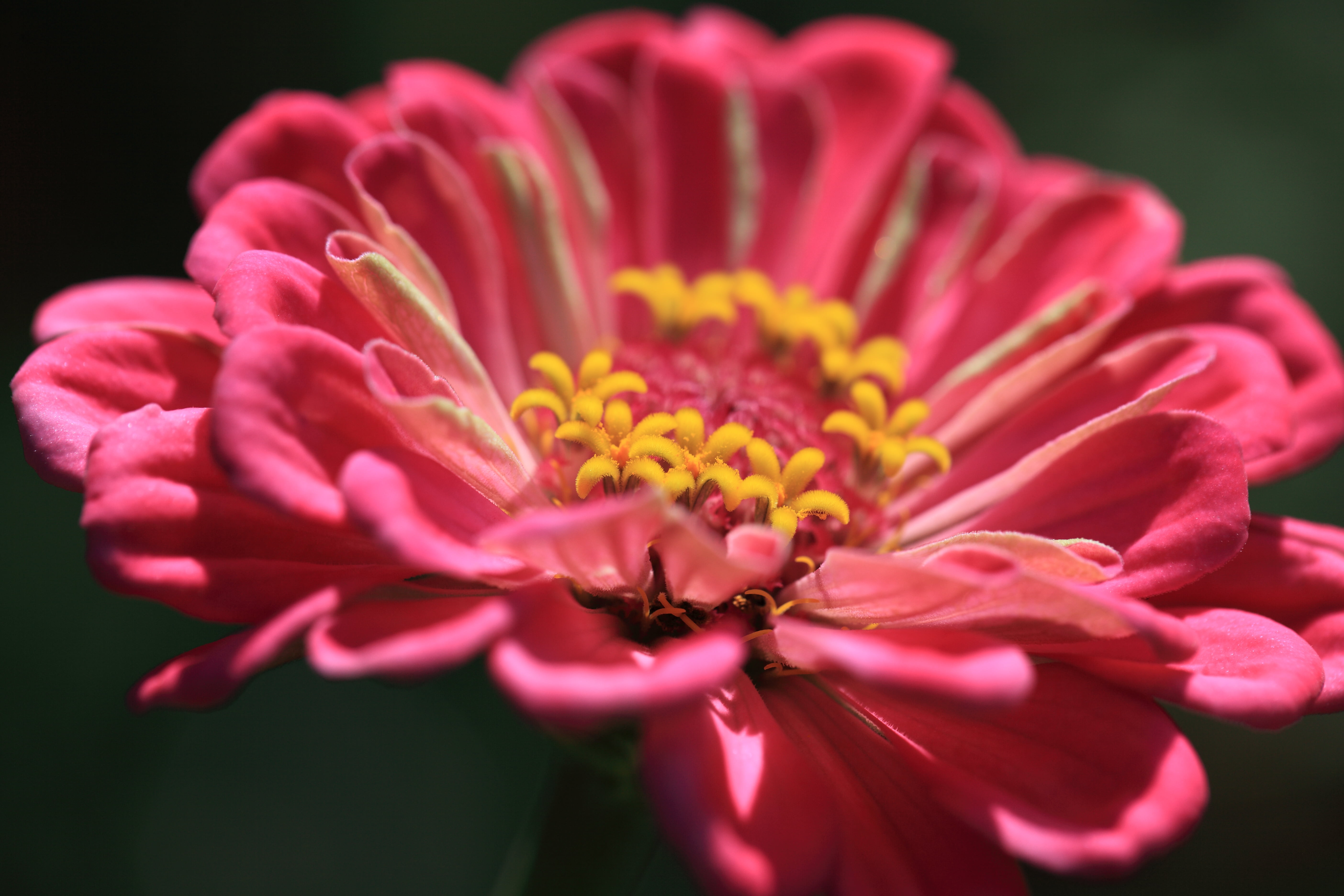 5K, 5D  Mark II, はな, plant, pink, flower, macro, 花, Hitachi seaside park, close, Zinnia elegans, resolution, zinnia, close-up photography, taxonomy, flower Head, HD Wallpaper