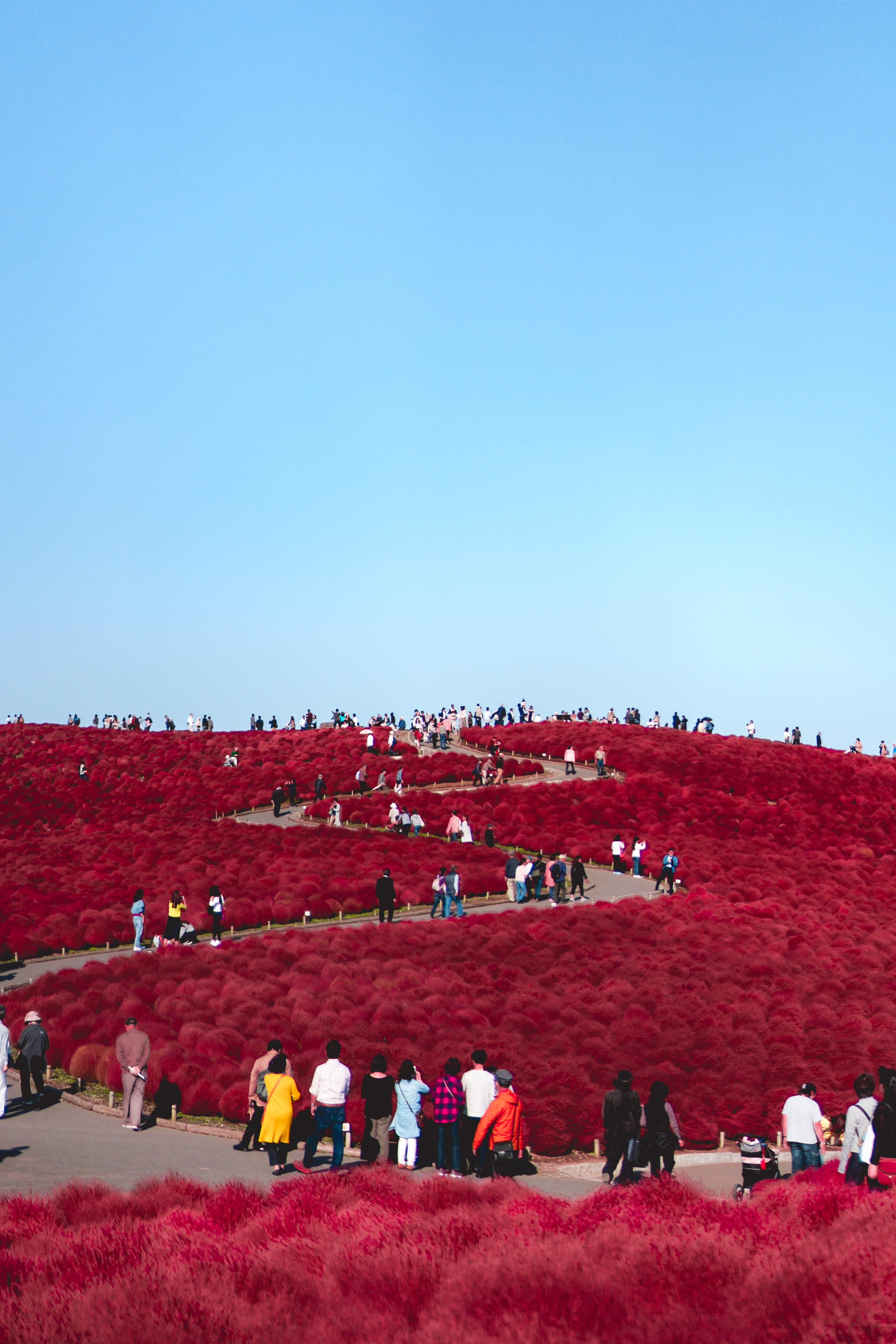 land, blue, sunny, environment, plant, people, blue sky, sky, japan, sunlight, men, clear sky, nature, real people, park, large group of people, red, outdoors, Phone HD Wallpaper