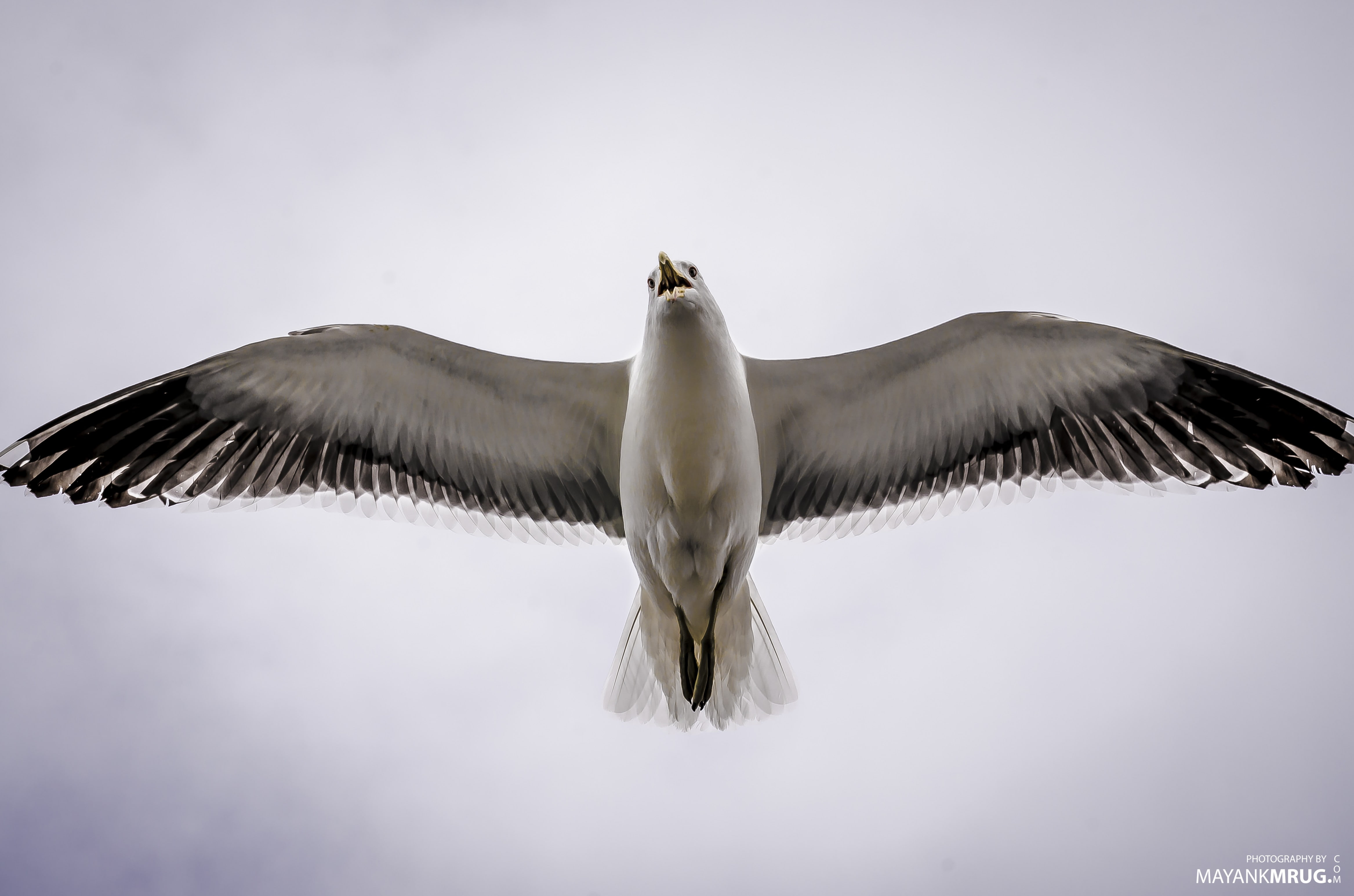 sky, flying, animal themes, animal wing, nature, animals in the wild, animal, 4K, day, animal body part, seagulls, seagull, winter, birds, low angle view, HD Wallpaper