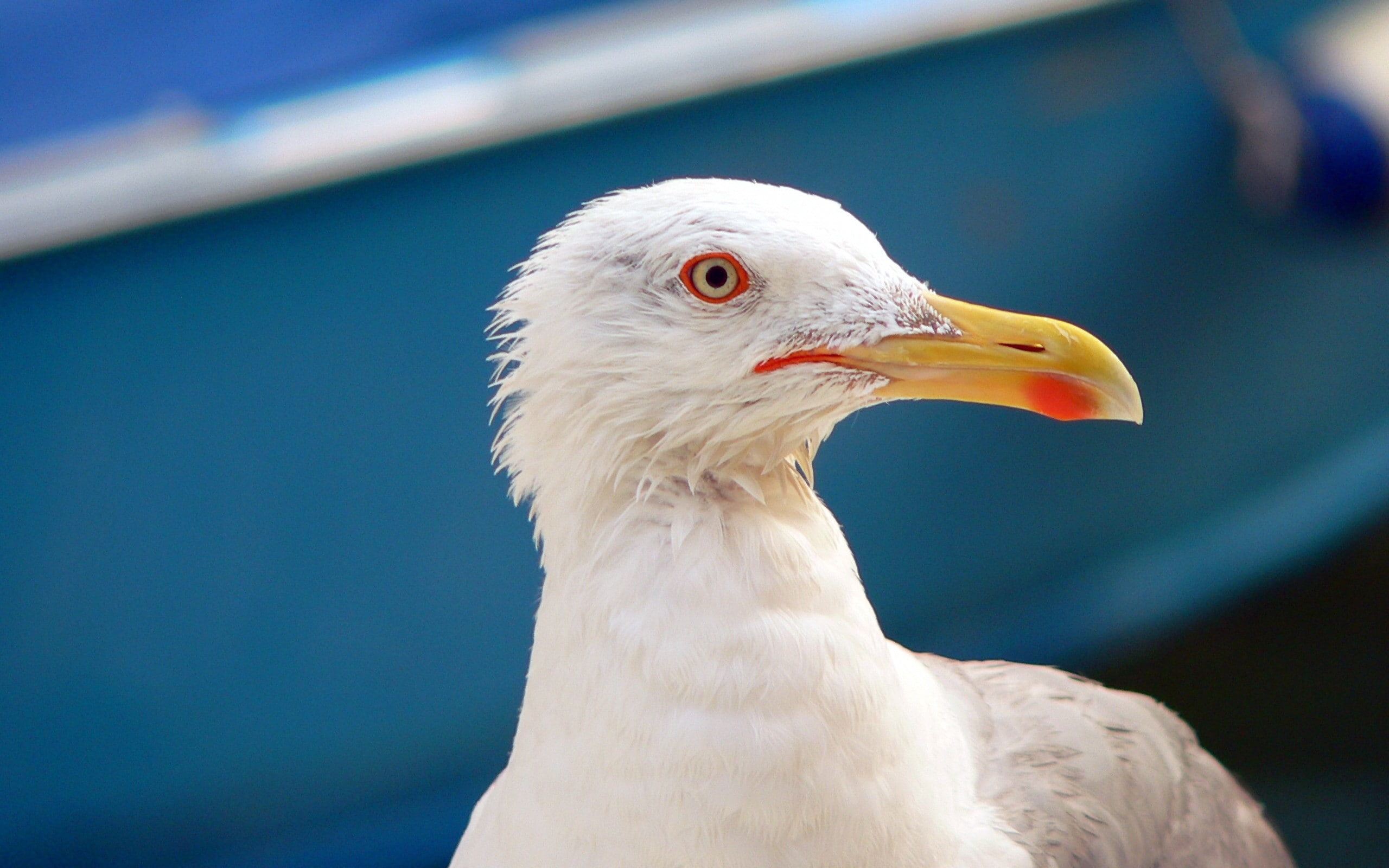 2K, seagull, one animal, day, nature, focus on foreground, looking, vertebrate, beak, seagulls, no people, animal head, white color, animal, close-up, HD Wallpaper