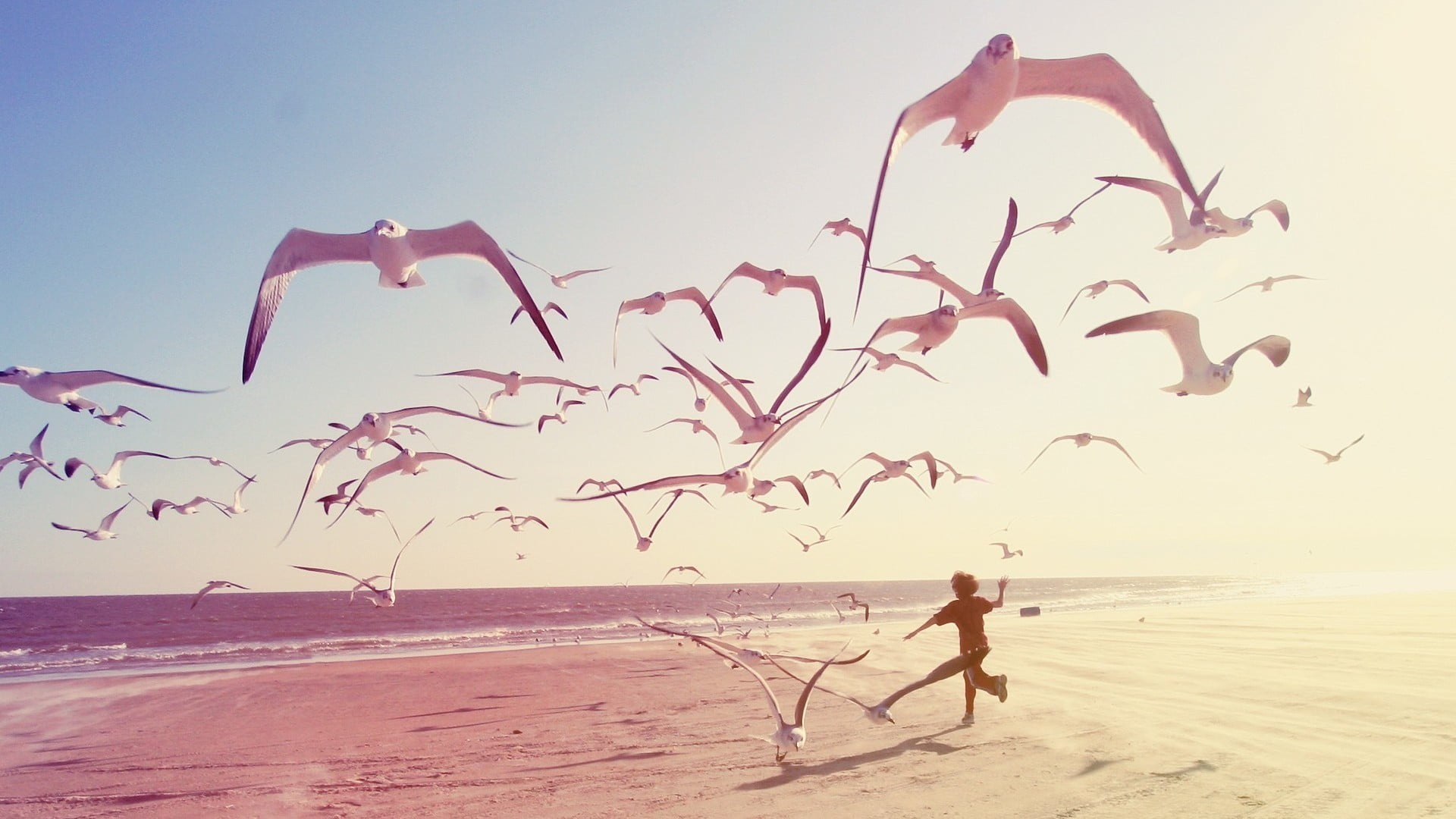 sand, seagulls, horizon, sea, beauty in nature, birds, sky, horizon over water, outdoors, flying, lifestyles, children, scenics - nature, full length, photography, HD Wallpaper