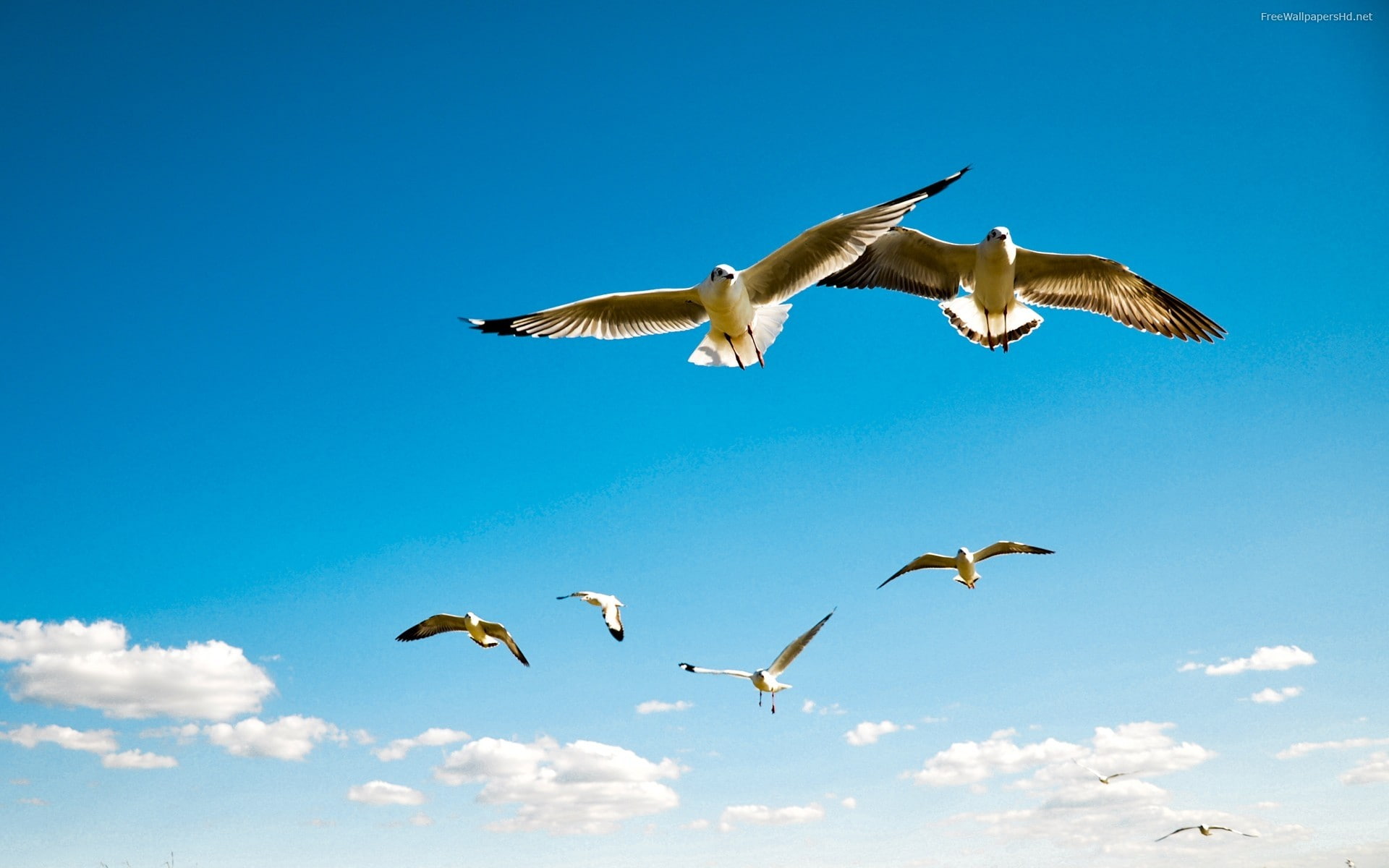 1080P, birds, seagulls, animals, HD Wallpaper
