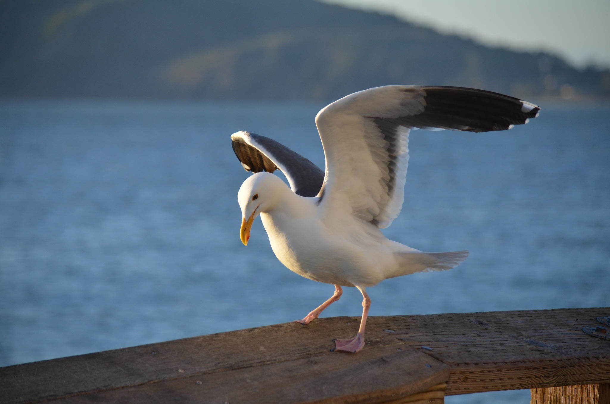 sea, one animal, railing, water, no people, spread wings, animal wildlife, flying, wood - material, vertebrate, focus on foreground, birds, animals, seagull, HD Wallpaper