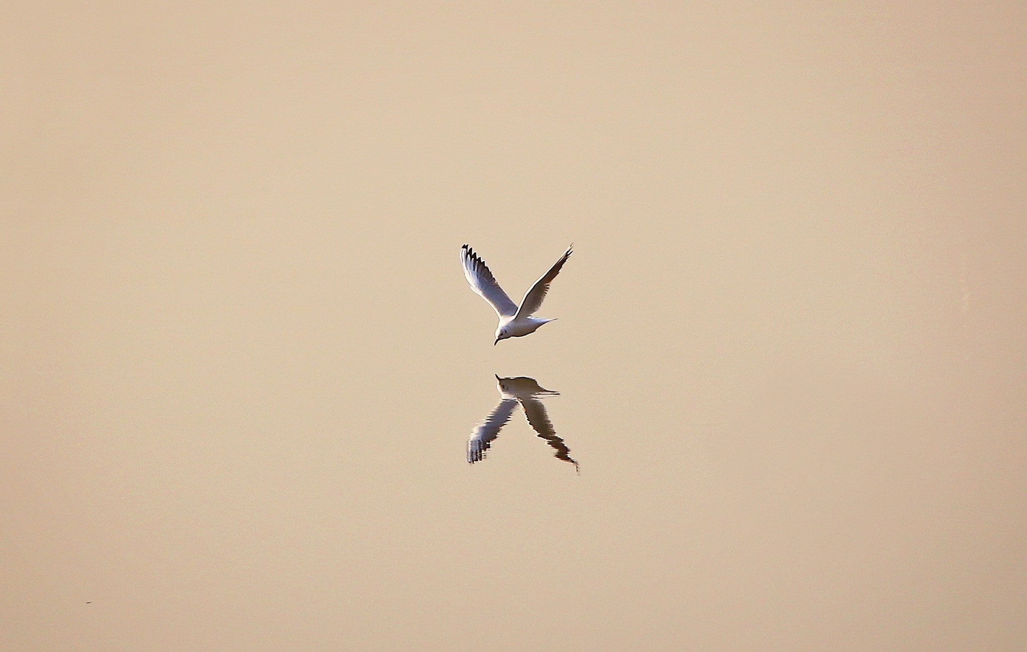 seagulls, reflection, animals, minimalism, 1080P, birds, simple background, HD Wallpaper
