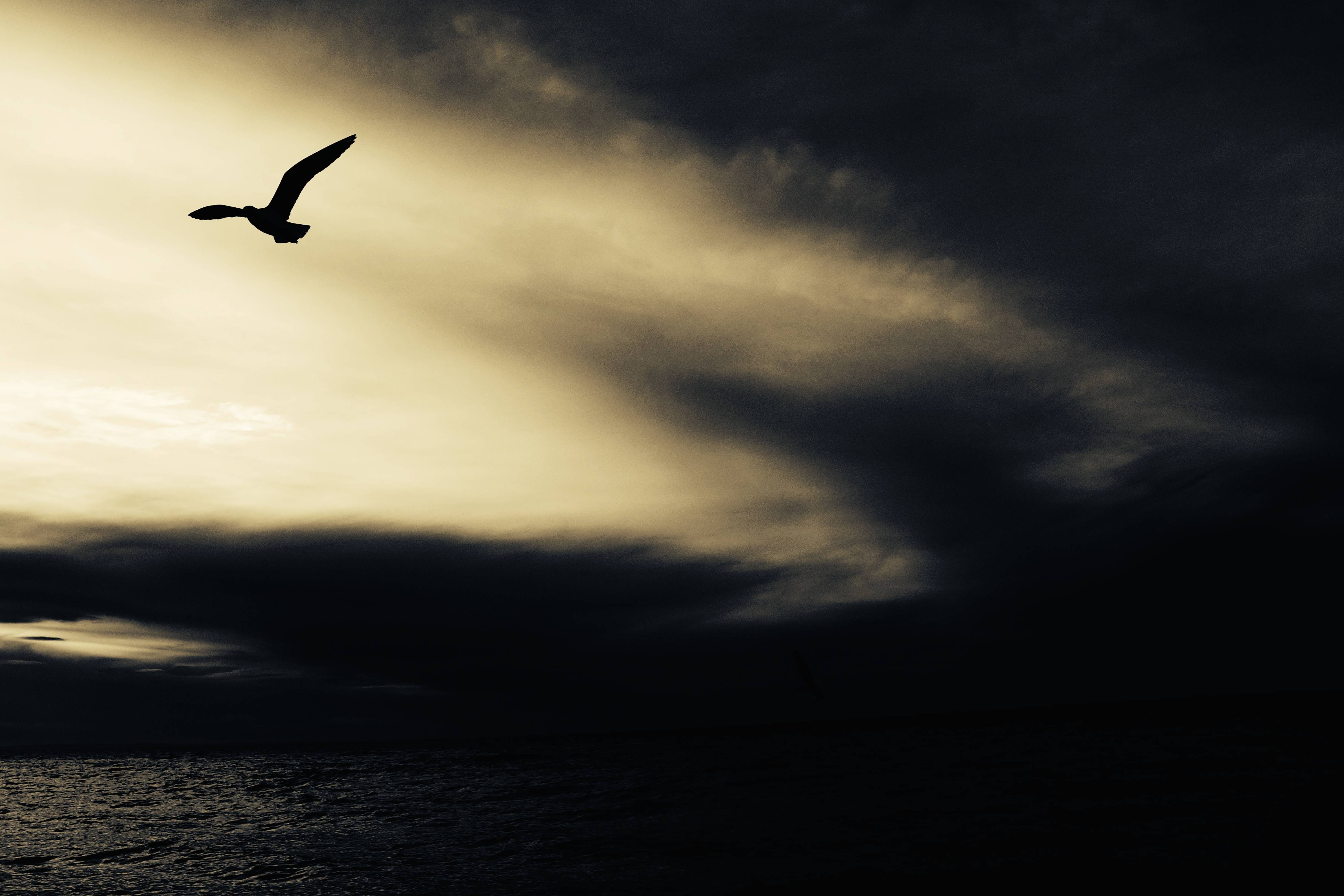 vertebrate, sky, sunset, away, animals in the wild, mid-air, animal themes, 4K, seabird, silhouette, outdoors, cloud - sky, flying, animal wildlife, spread wings, HD Wallpaper
