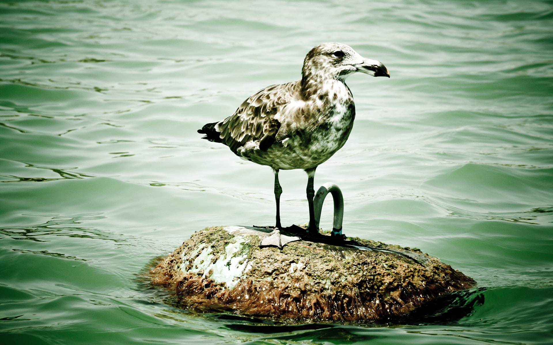 seagulls, birds, nature, animals, 1080P, water, HD Wallpaper