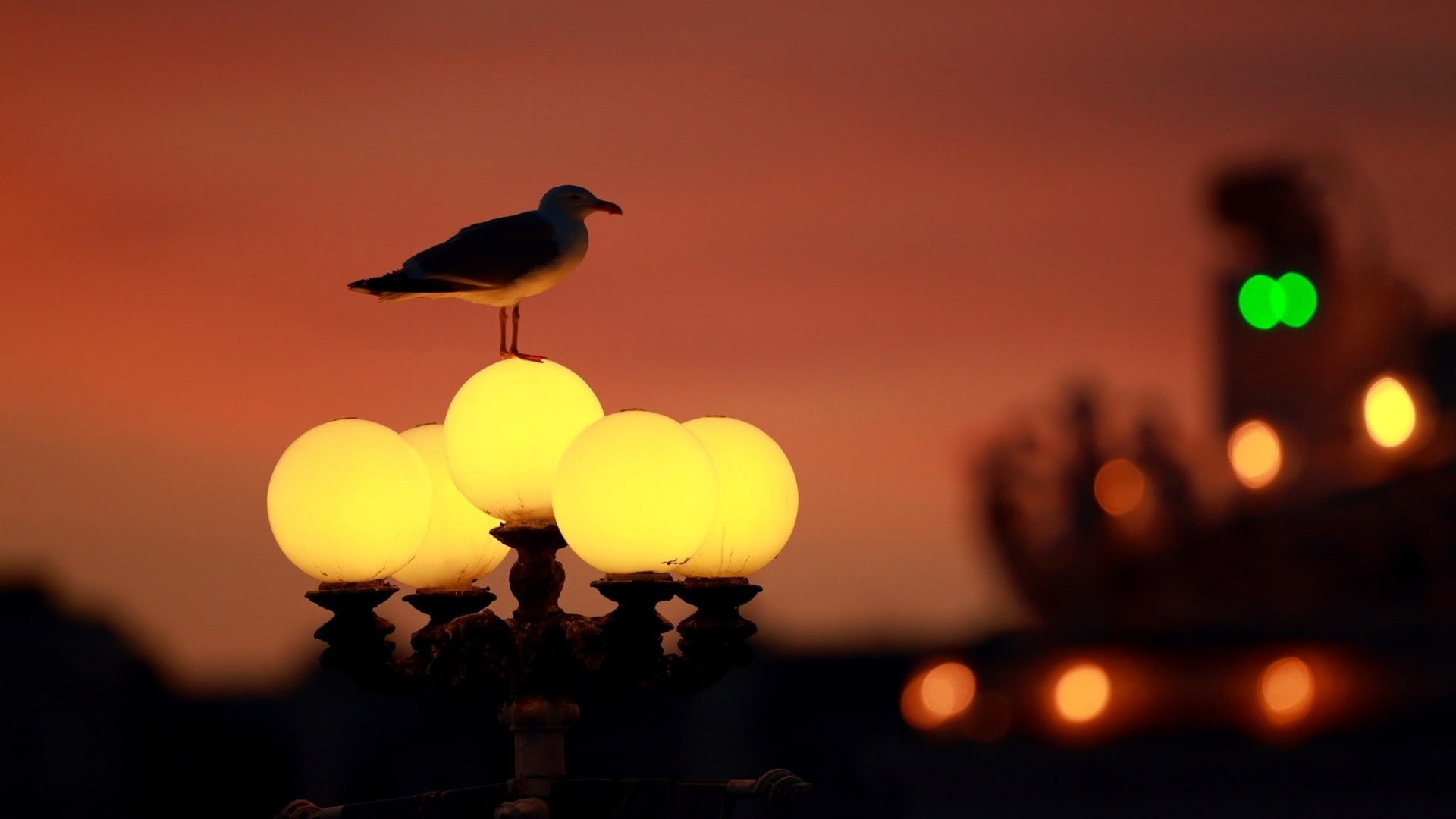 birds, dusk, street light, bokeh, seagulls, 1080P, HD Wallpaper