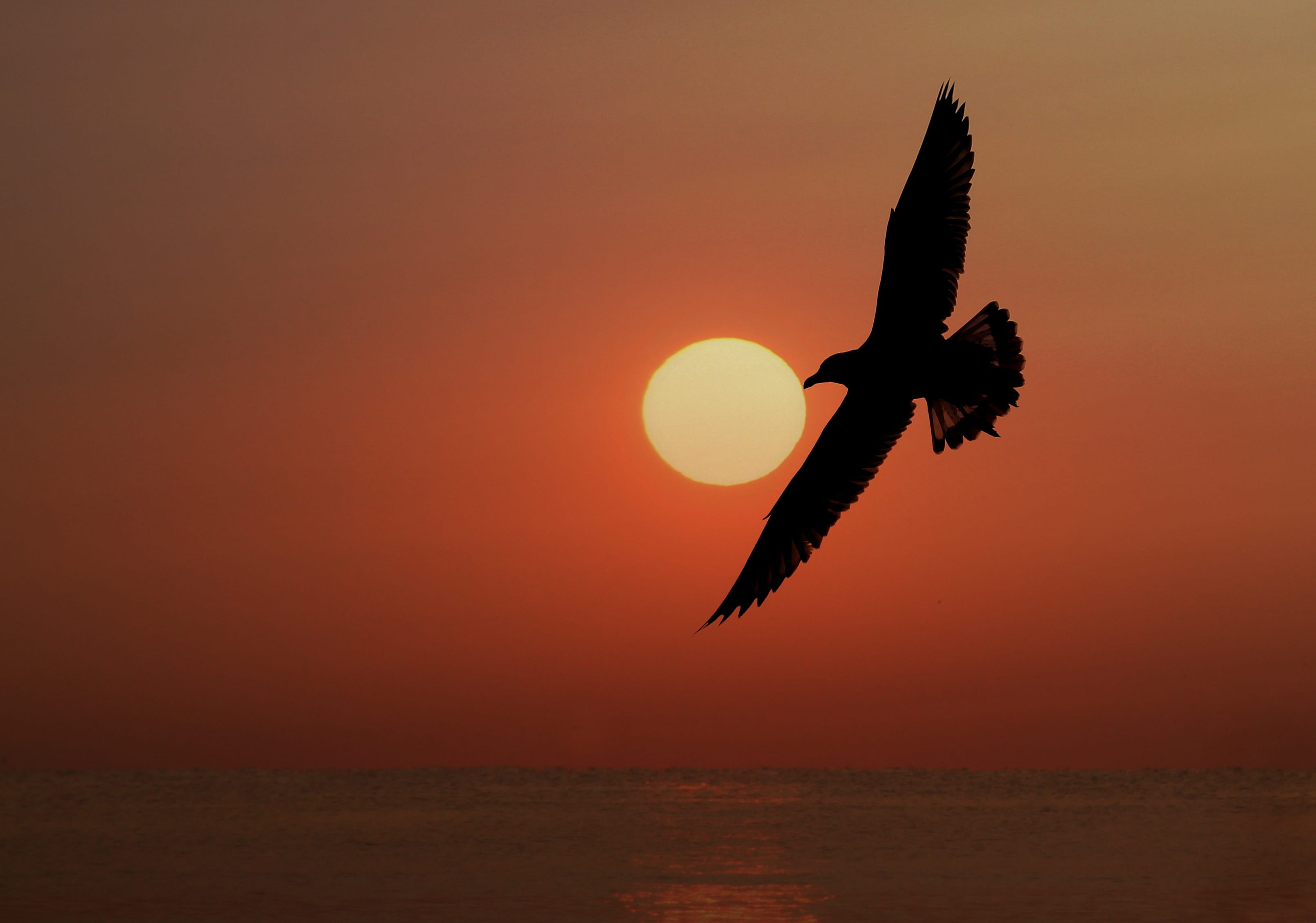 sun, nature, no people, sunrise, water, orange color, spread wings, animal themes, mid-air, great, beauty in nature, bird, one animal, animal wildlife, HD Wallpaper