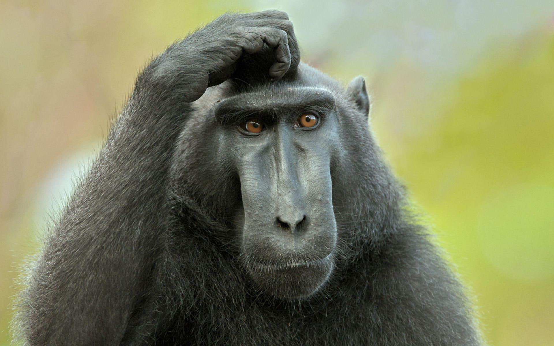 macaque, black crested macaque, 1080P, animals, monkey, black, crested, 1920x1200, HD Wallpaper