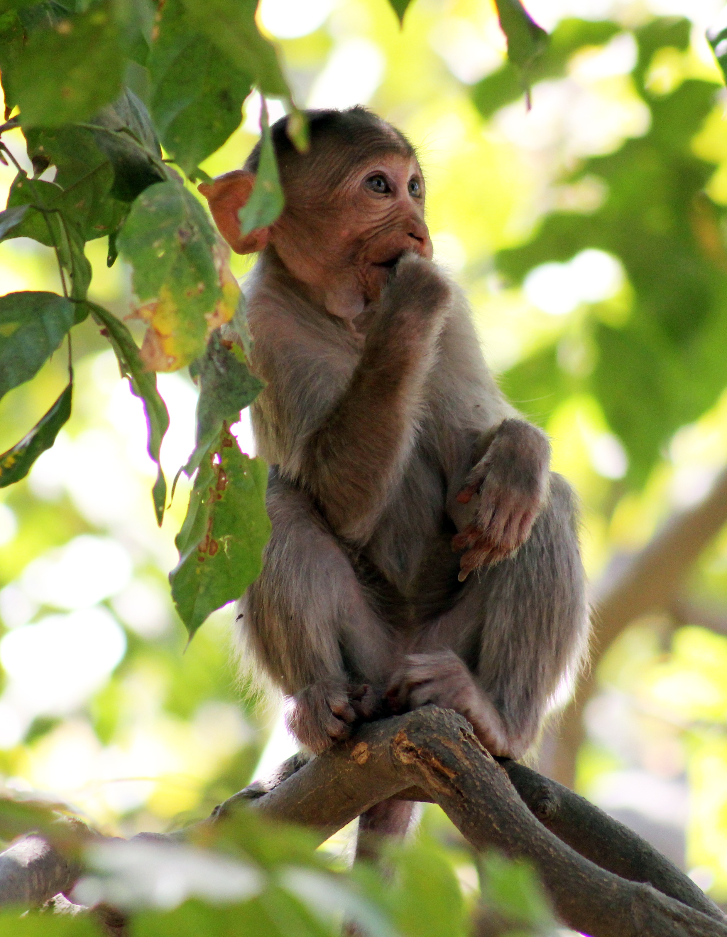 mammal, plant, day, one animal, animals in the wild, thinking, sitting, branch, wildlife, animal wildlife, ape, primate, 2K, focus on foreground, india, Phone HD Wallpaper