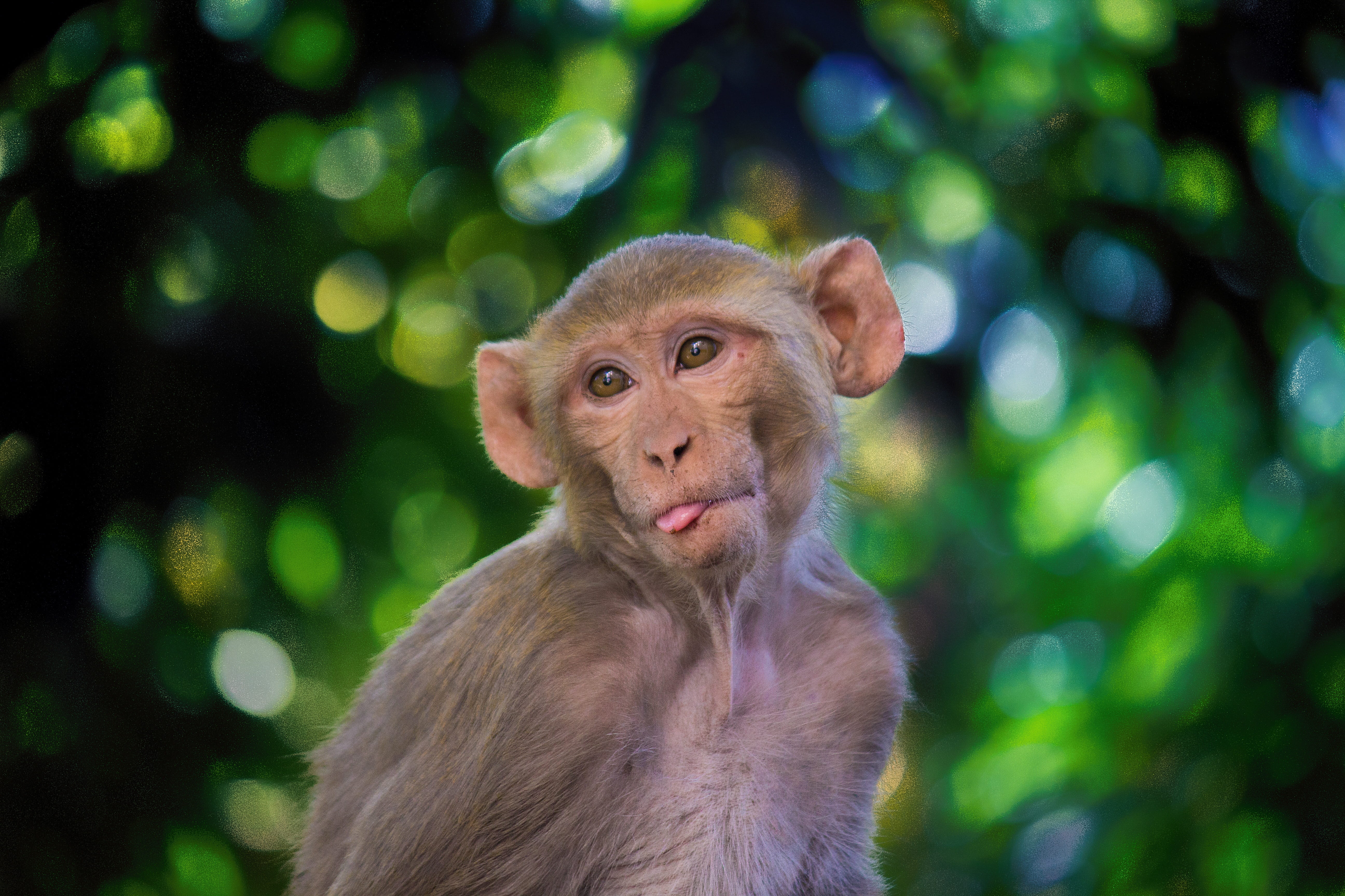 ape, animals, animal, animals in the wild, outdoor, focus on foreground, animal themes, rainforest, macaque, monkey, 5K, mammal, no people, wildlife, baboon, HD Wallpaper