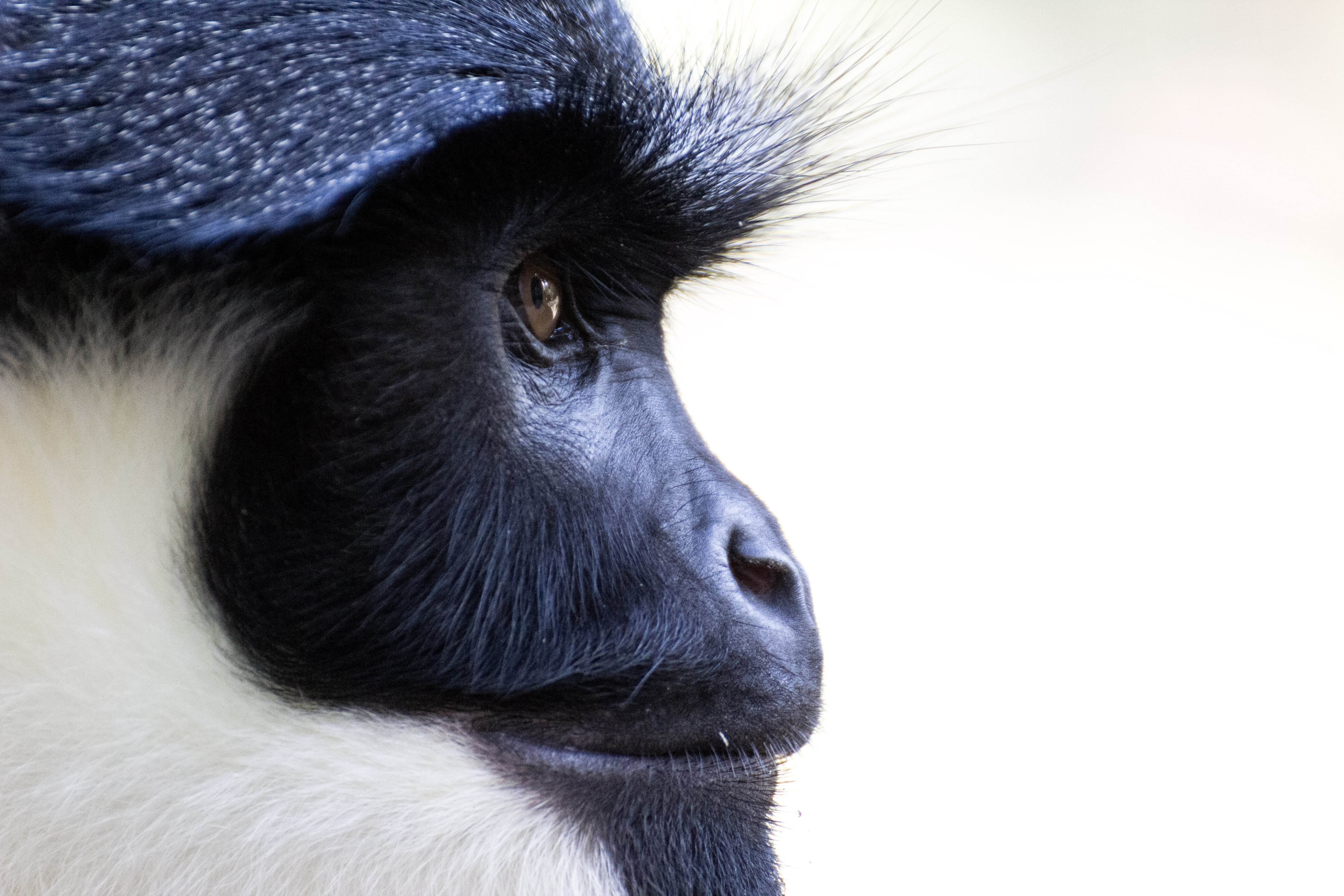 looking away, macaque, primates, black Color, looking, monkey, animal eye, white, mammal, indoors, animal themes, pets, animal body part, head, primate, HD Wallpaper