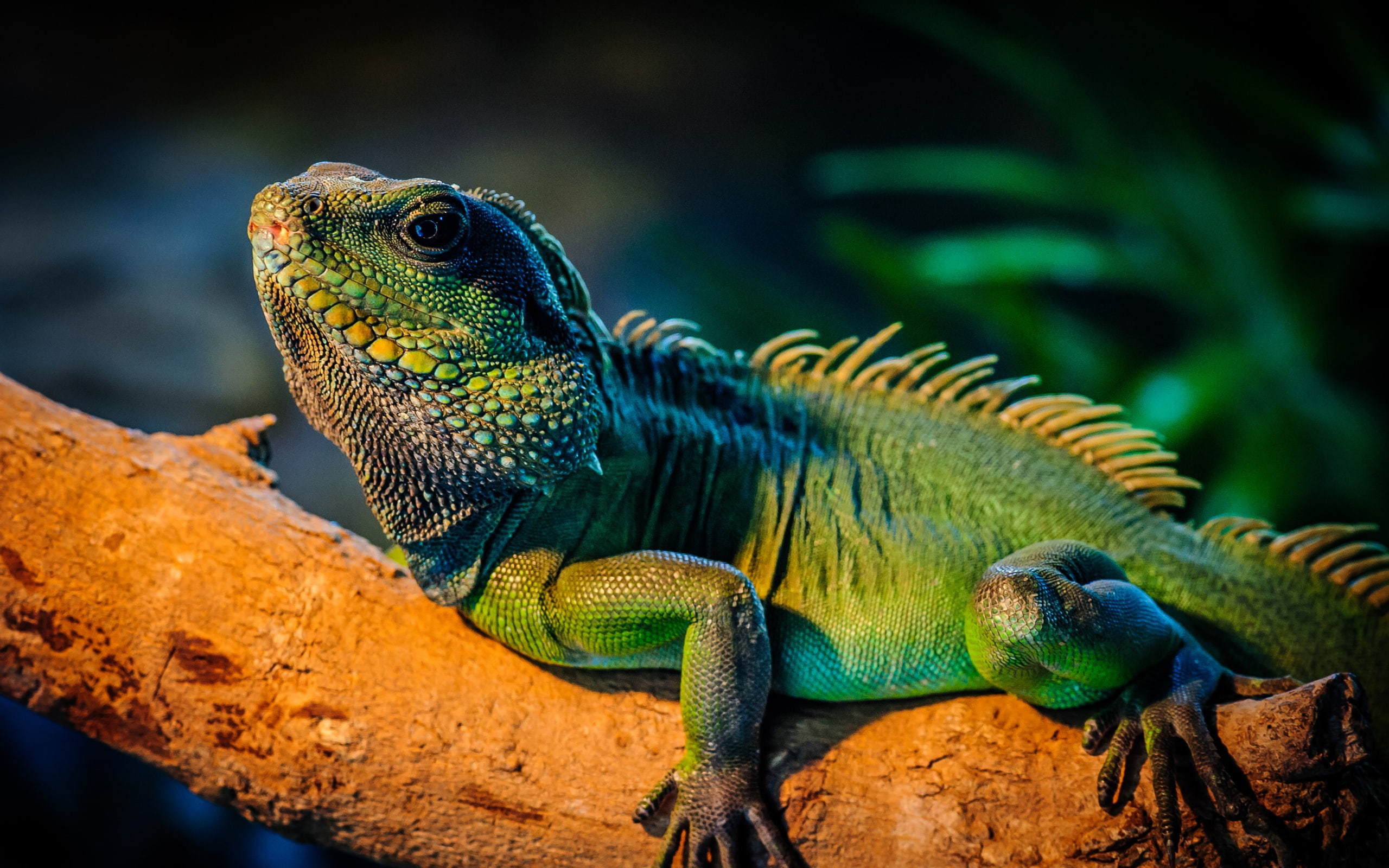 2K, Tree, Iguana, Green, Branch, HD Wallpaper