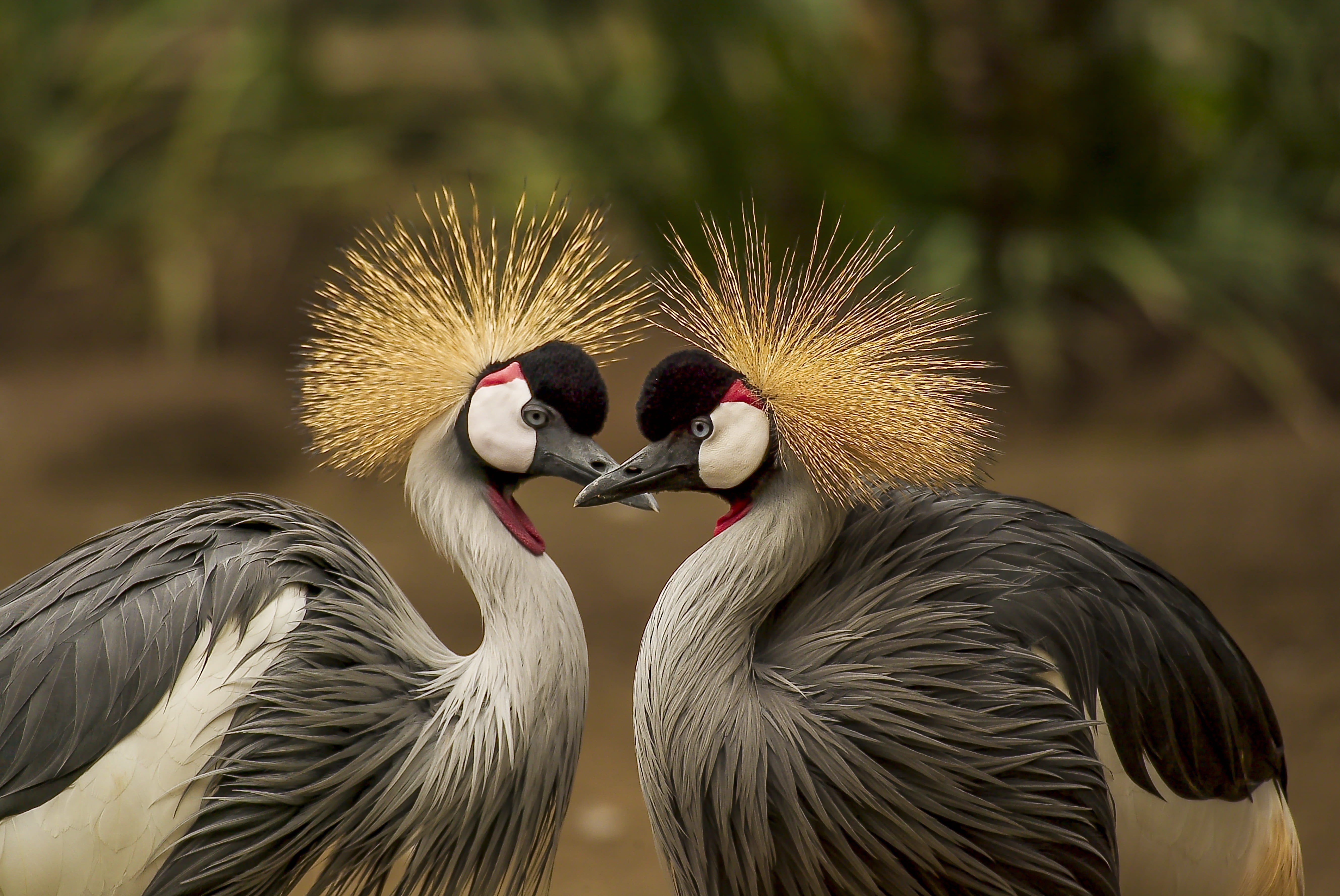 portrait, day, beauty in nature, grey crowned crane, black, nature, vertebrate, pair, close-up, animals in the wild, animals crest, togetherness, HD Wallpaper