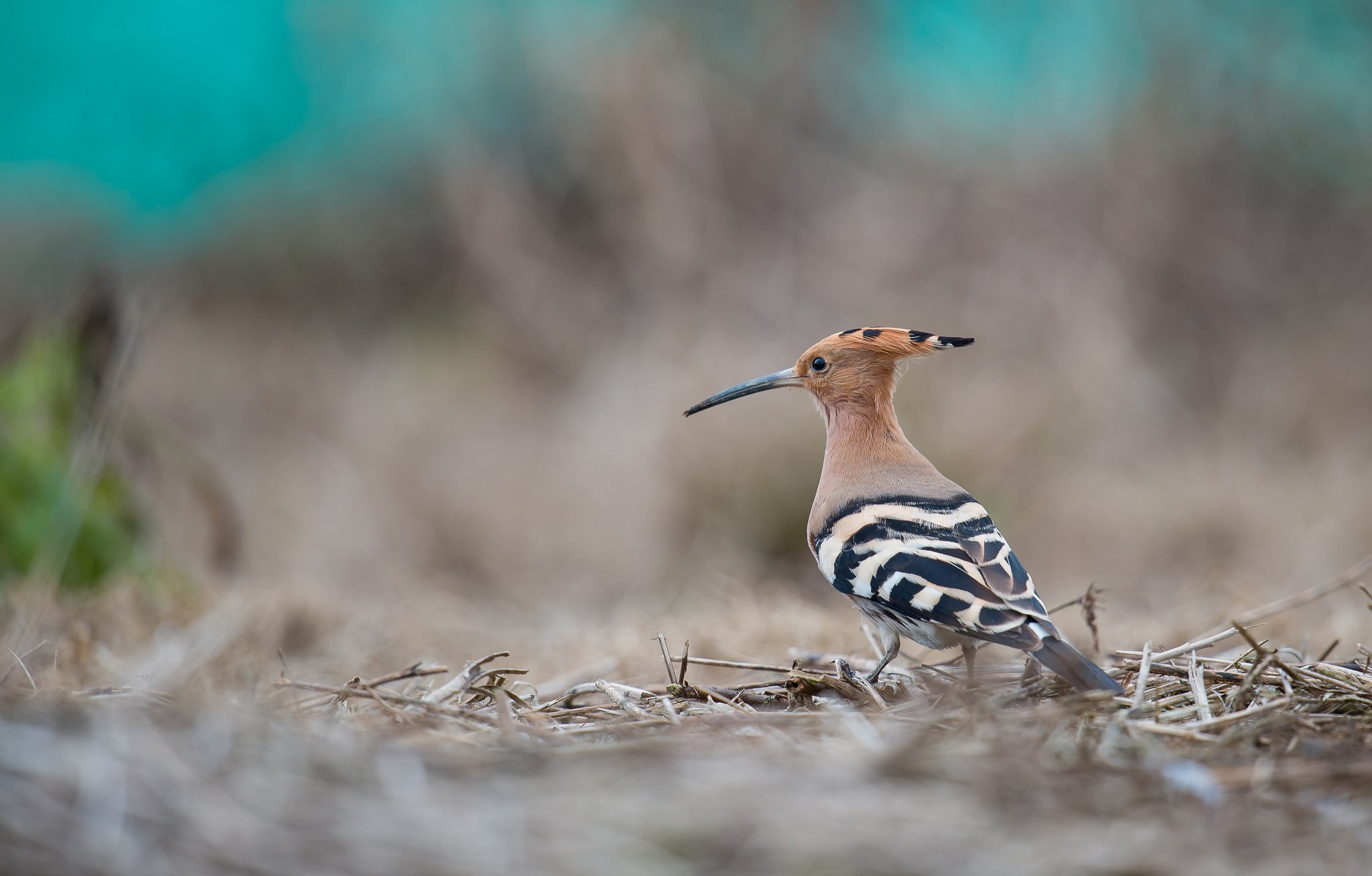 crest, Hoopoe, gray, 1080P, black, long, beak, Bird, background, brown, HD Wallpaper