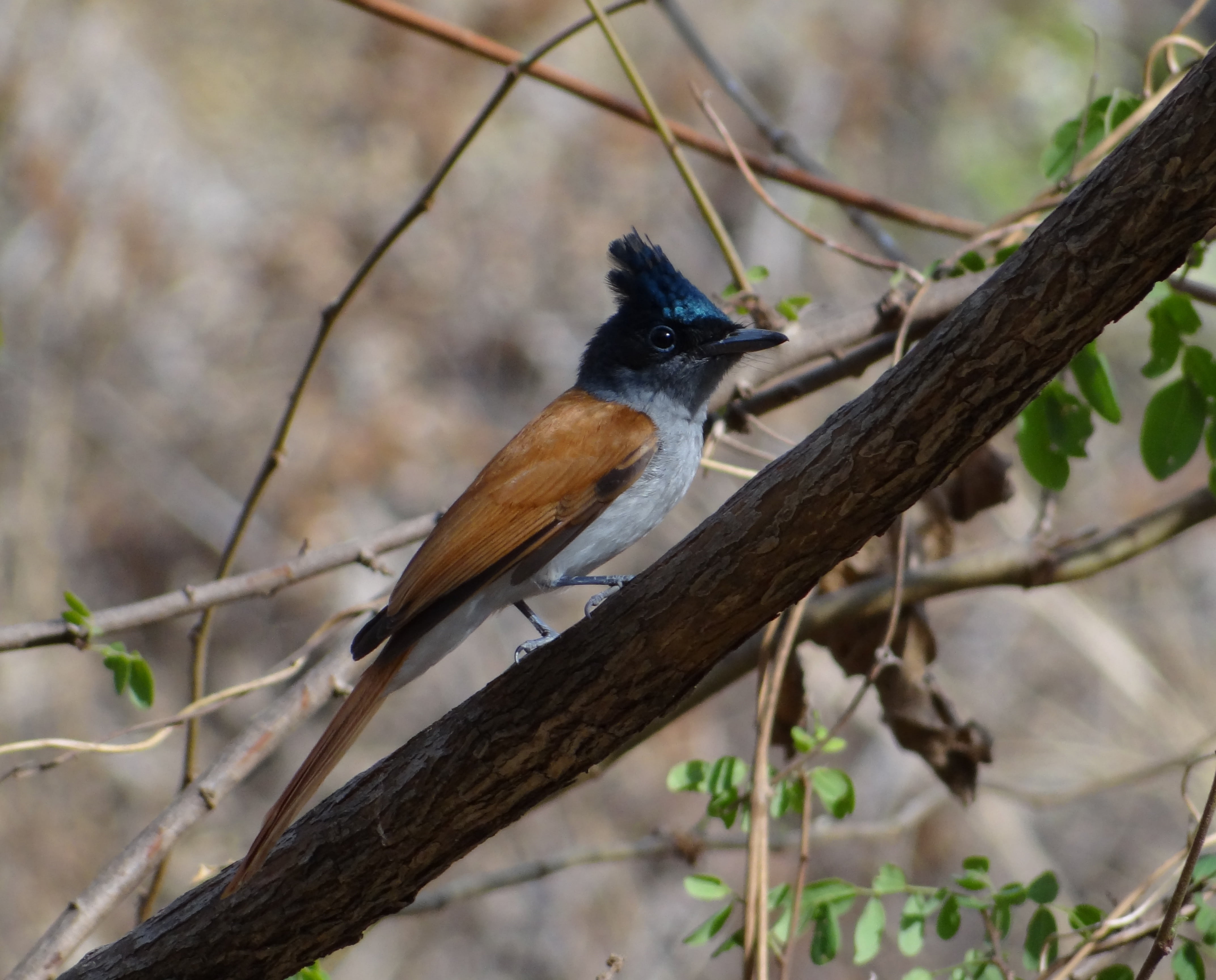 focus on foreground, nature, one animal, pune, animals in the wild, 4K, no people, selective focus, day, gray feather, close-up, vertebrate, looking, crest, HD Wallpaper