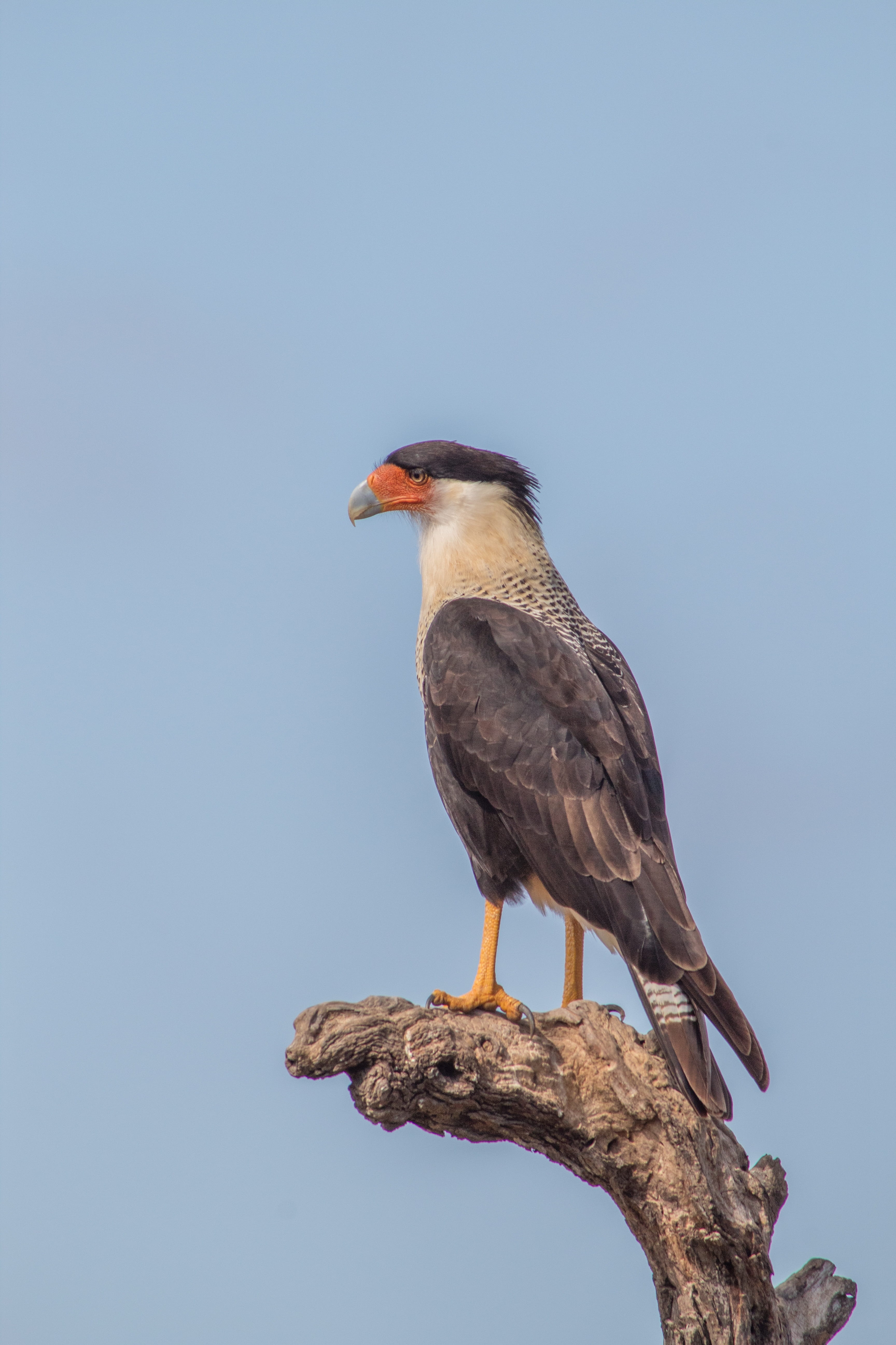 outdoors, perching, tree, one animal, Crested Caracara, animals in the wild, raptor, animal wildlife, no people, looking away, caracara, Bird, day, animal themes, Phone HD Wallpaper